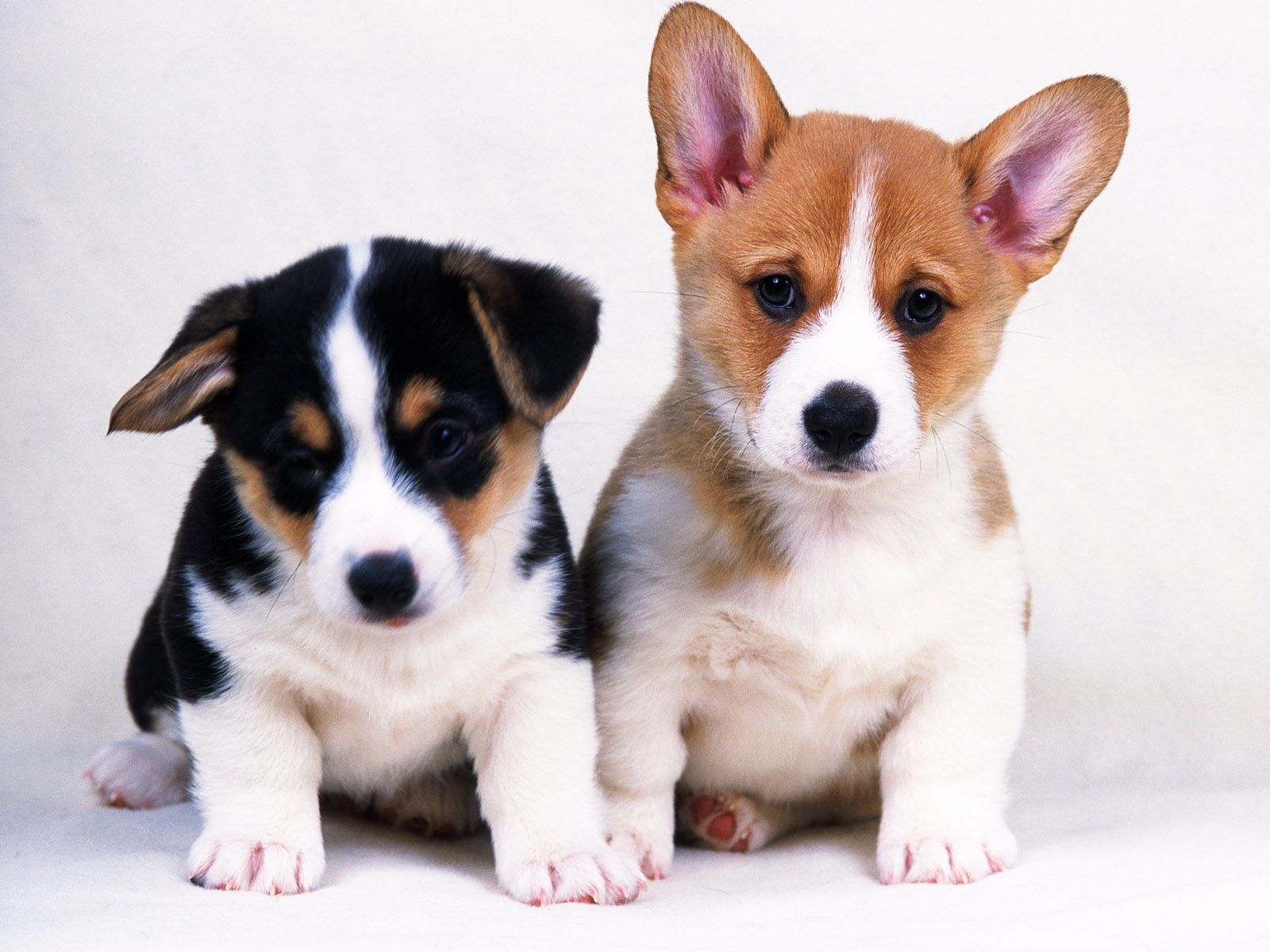 Desktop Free Dog Live Wallpapers Download - Cute Wallpaper Of Dogs , HD Wallpaper & Backgrounds
