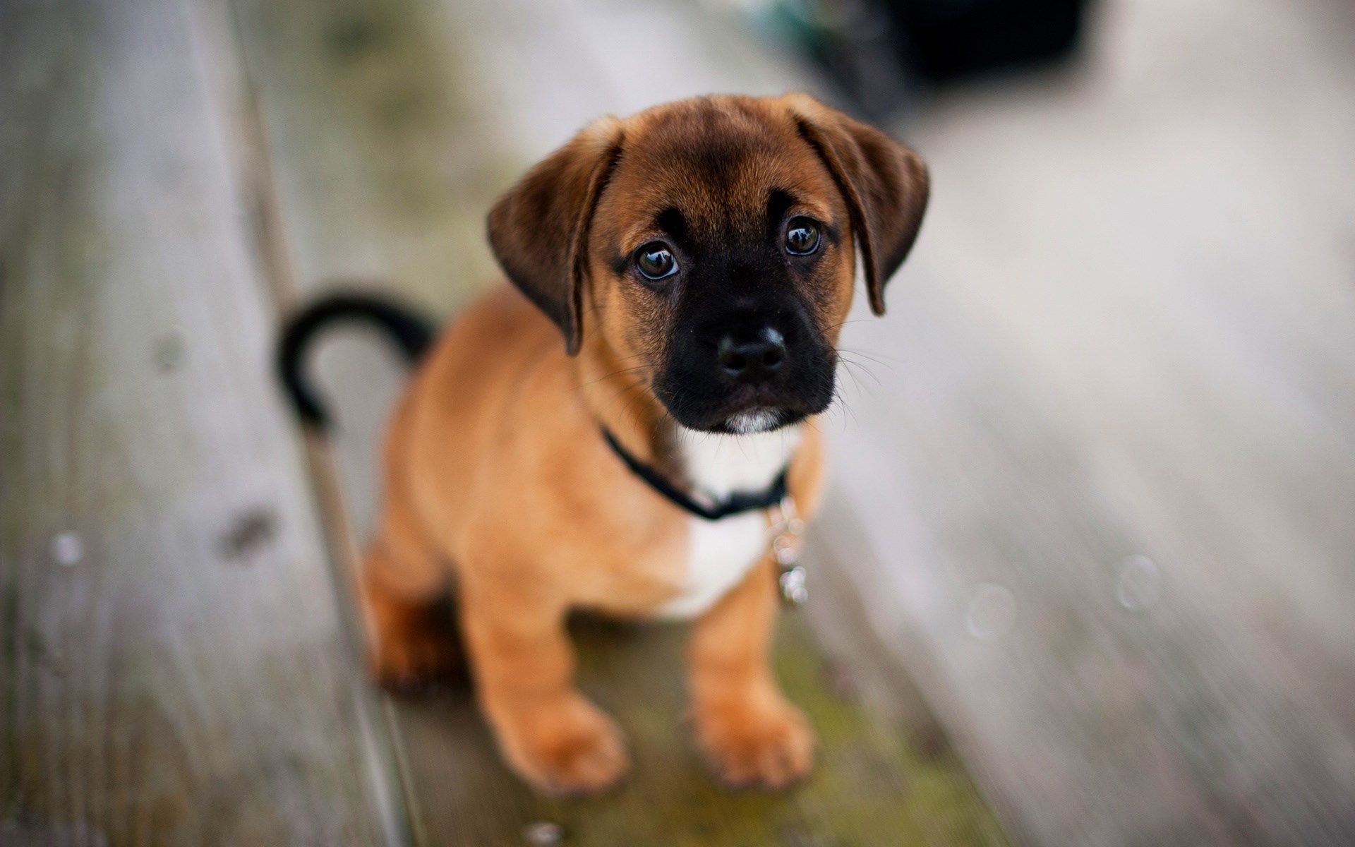 40 Wallpapers And Pictures Of Dogs > - Cute Dogs Images Hd , HD Wallpaper & Backgrounds