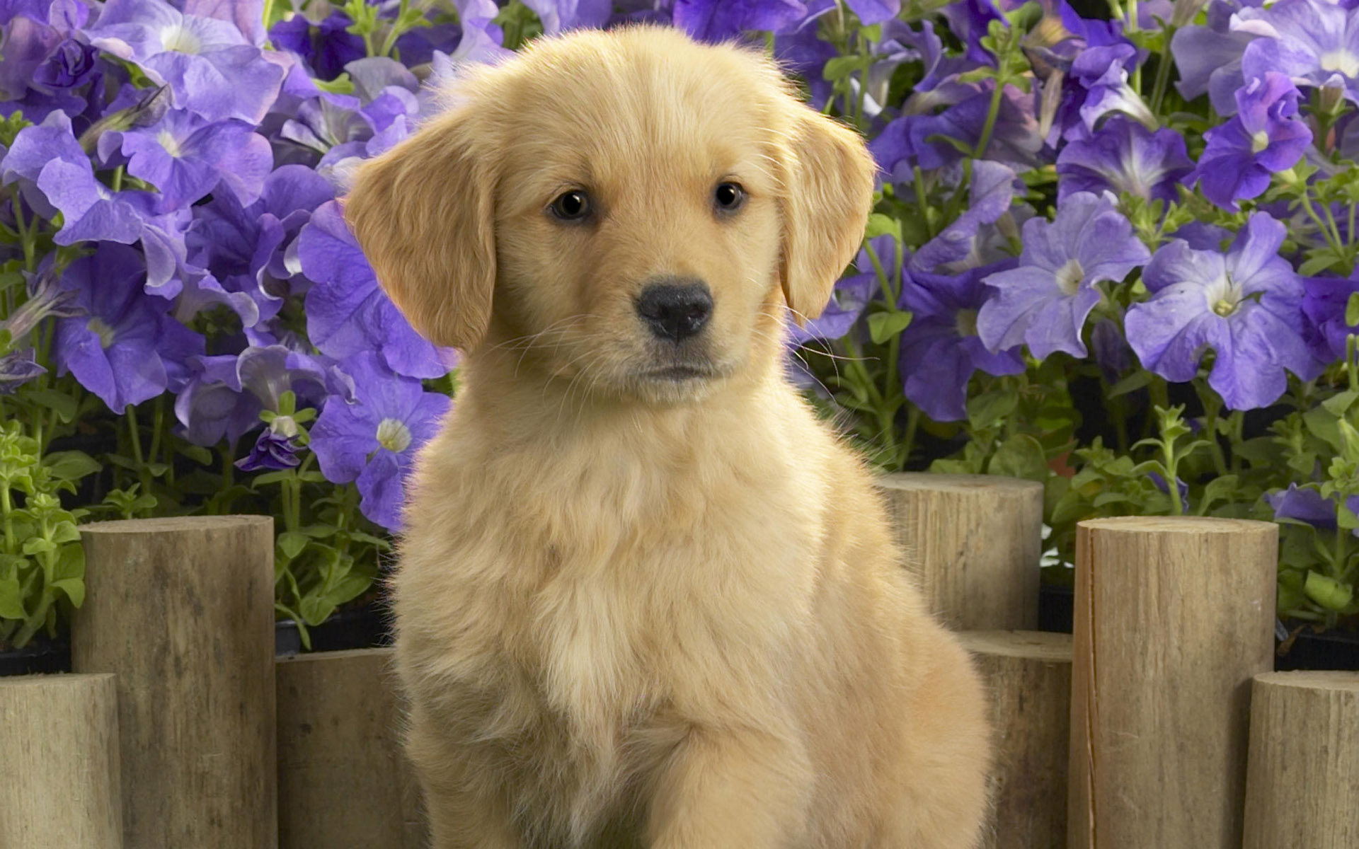 Cute Dog Hd Wallpaper, Cute Dog Images, New Wallpapers - Golden Retriever Puppy Hd , HD Wallpaper & Backgrounds