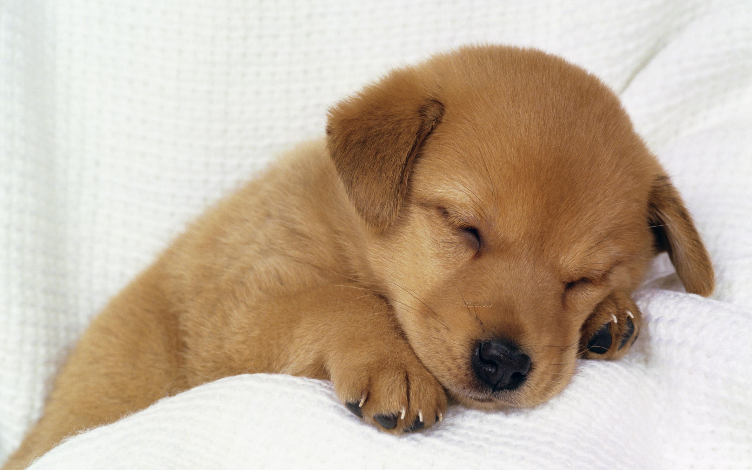 Cute Dogs Sleeping Wallpaper - Schattige Hondjes , HD Wallpaper & Backgrounds