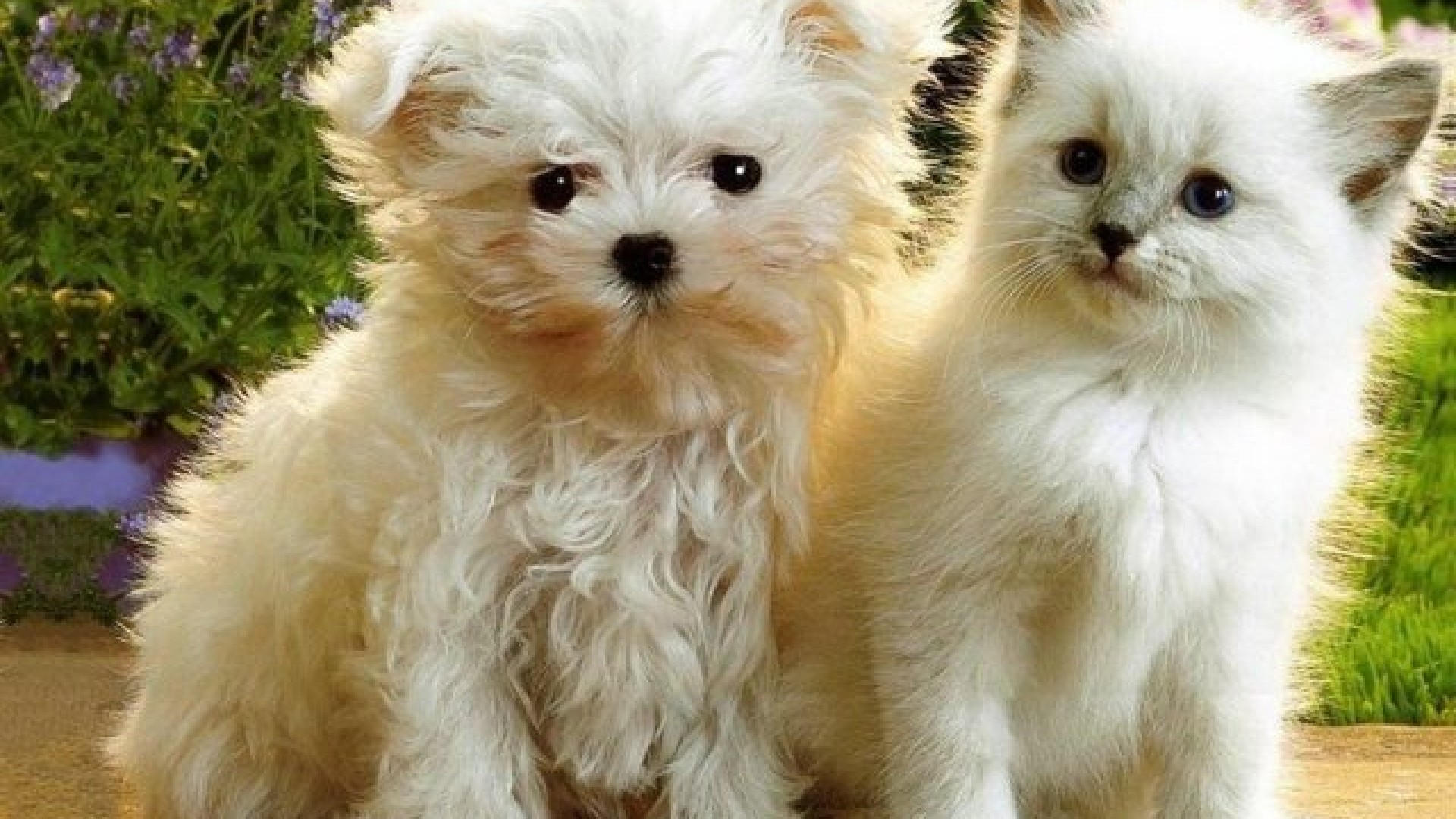 Wallpapermisc Dog And Cat Hd Wallpaper 18 1920 X 1080 - Baby Kittens And Dogs , HD Wallpaper & Backgrounds