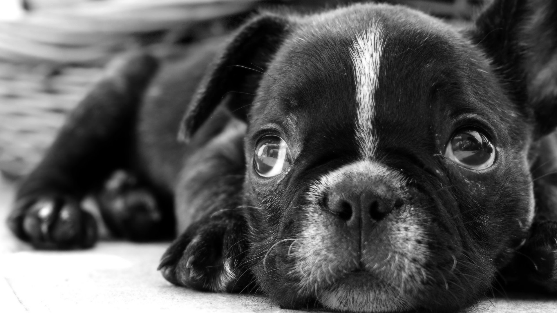 Dog Wallpapers Hd - Black And White Dogs Baby Dogs , HD Wallpaper & Backgrounds