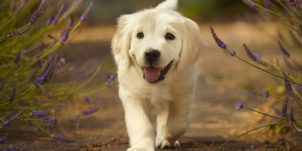 Cute Dogs Hd Wallpapers , HD Wallpaper & Backgrounds