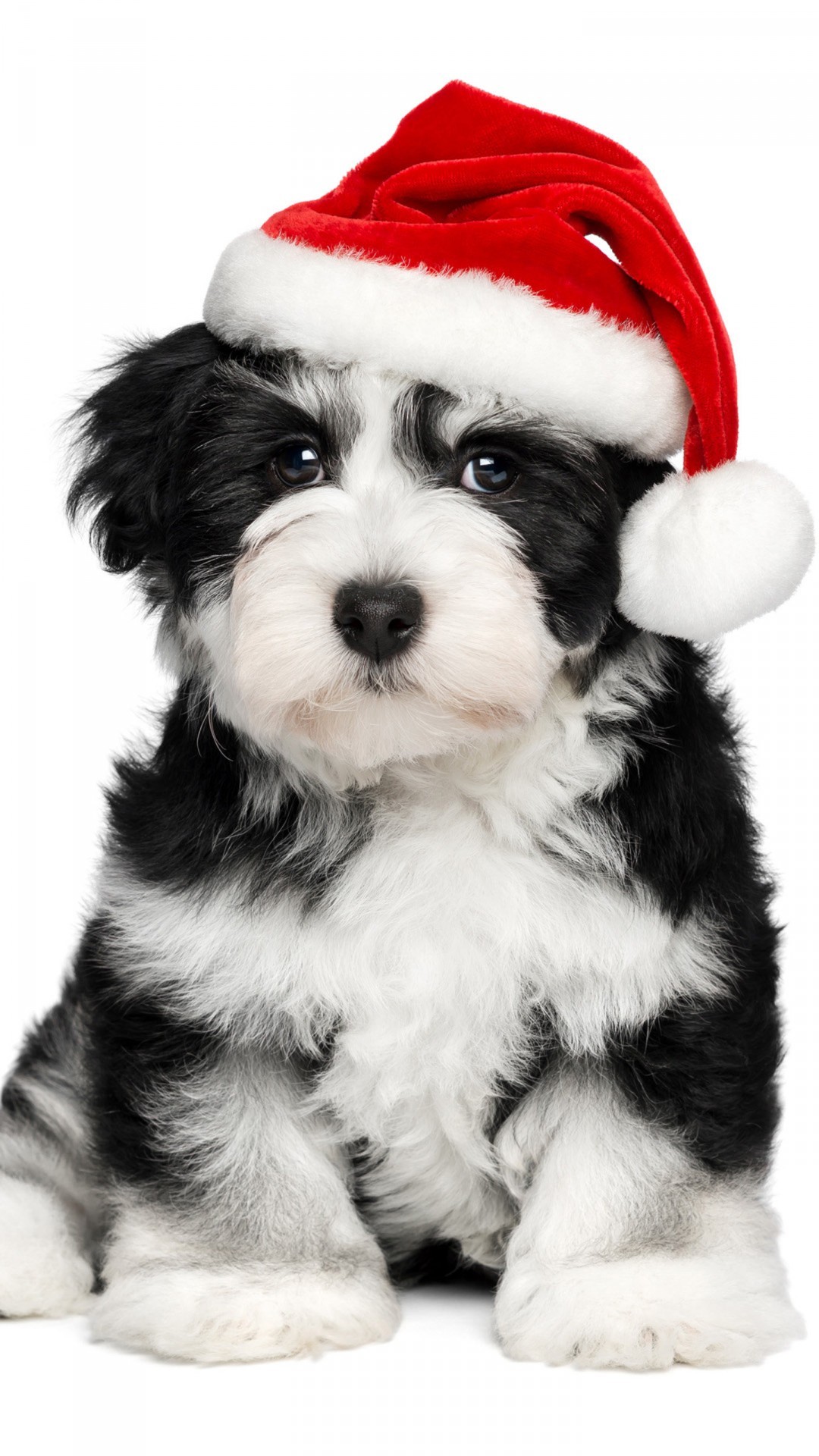 A Cute Little Poodle - Christmas Dogs Wallpaper Iphone , HD Wallpaper & Backgrounds