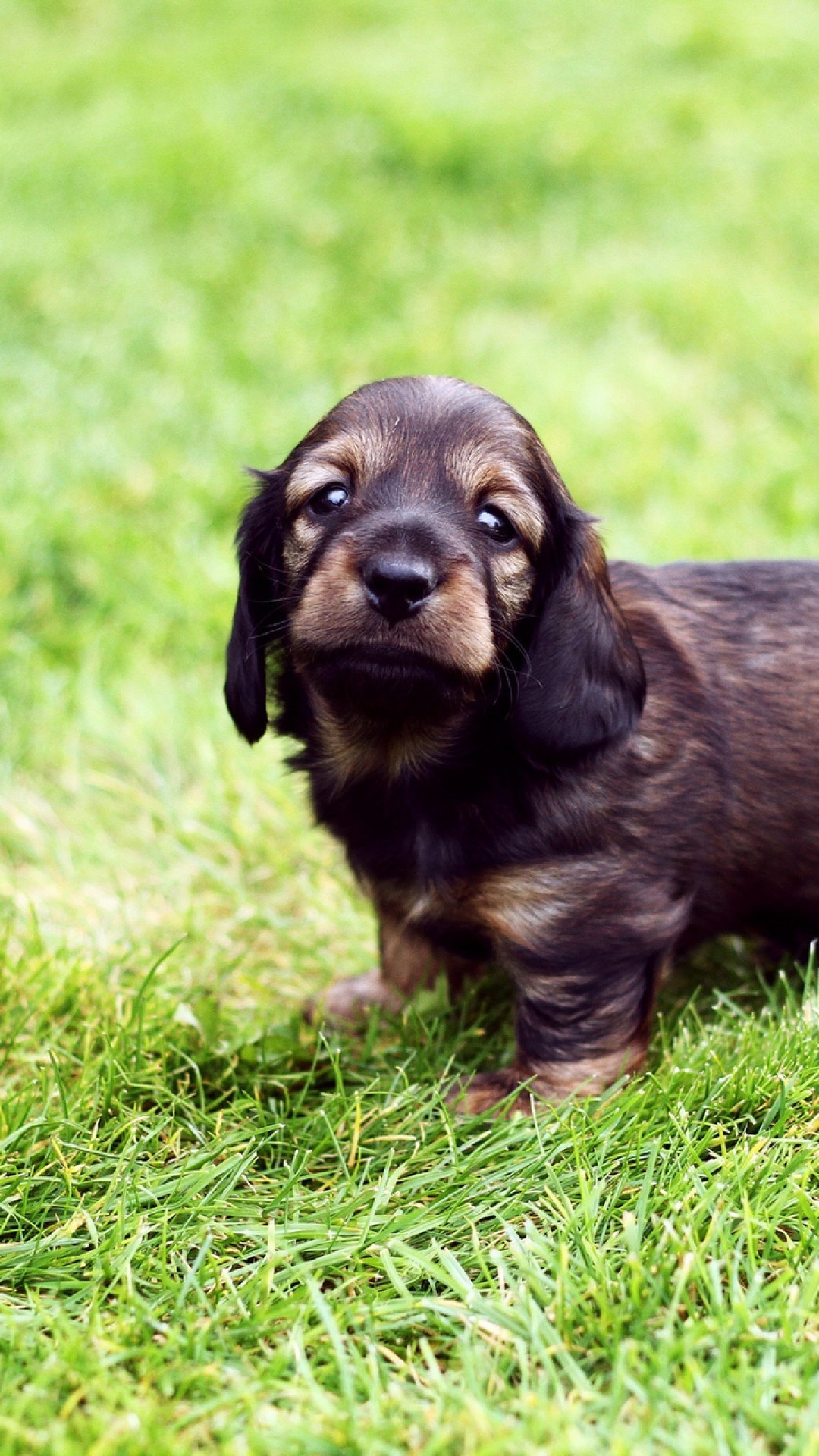 An Black Eye Puppy - Dog , HD Wallpaper & Backgrounds