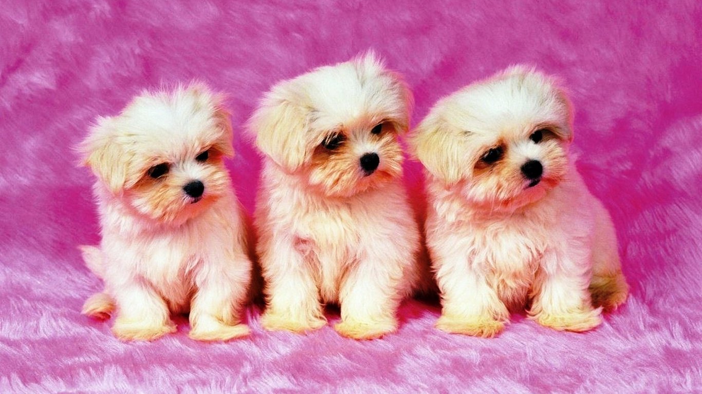 You Can Download Cute Dogs Hd Latest Wallpapers Gallery - Puppies Background , HD Wallpaper & Backgrounds