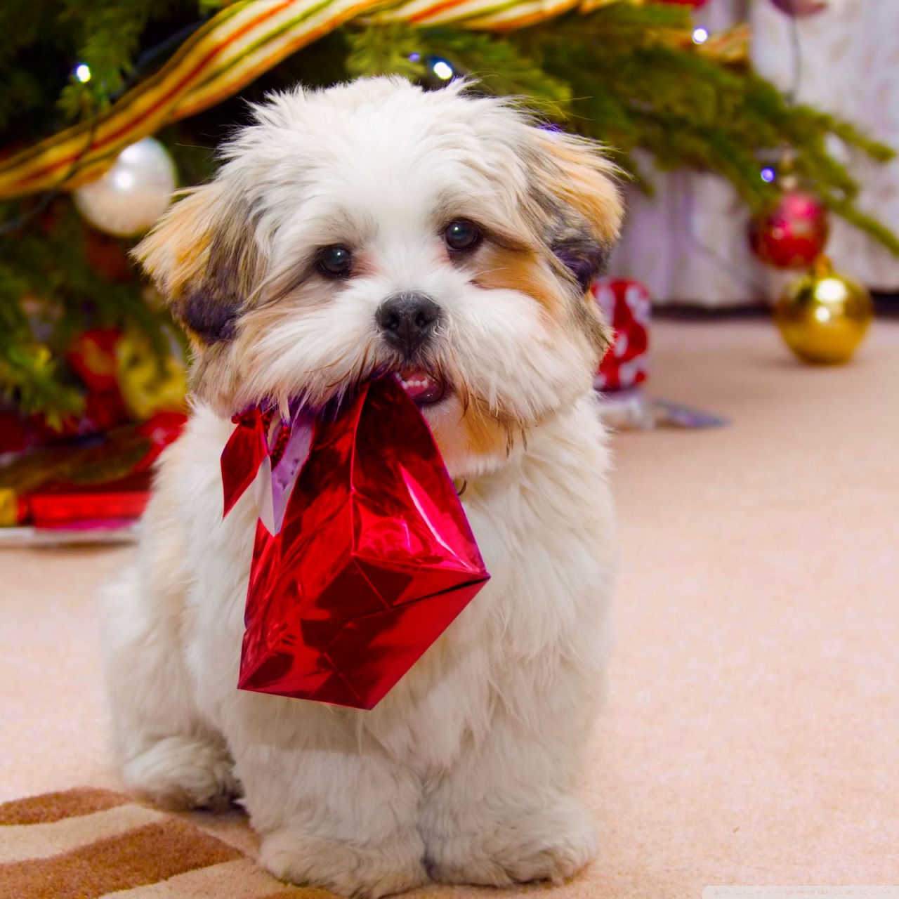 Ipad - Christmas Wallpaper Dogs , HD Wallpaper & Backgrounds