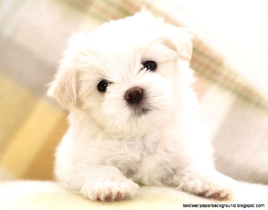 View Original Size - Maltese Puppies , HD Wallpaper & Backgrounds