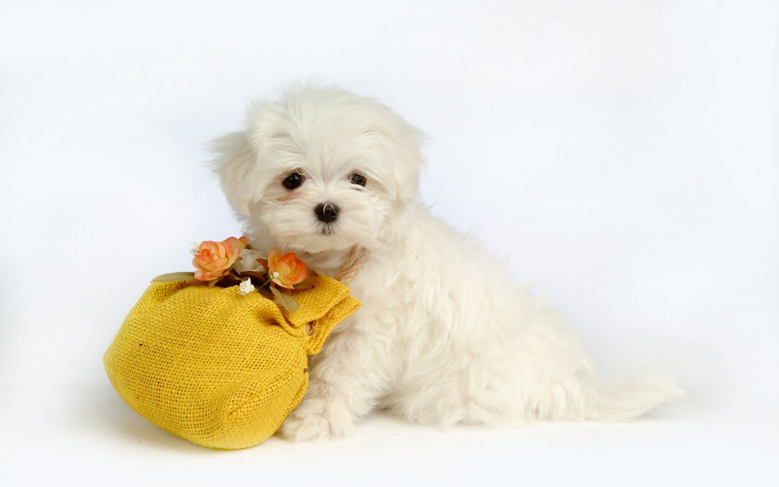 Cute Puppy Desktop Wallpaper Puppy , HD Wallpaper & Backgrounds