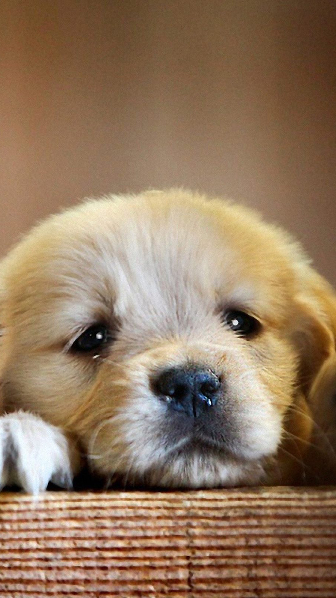 Puppy Android Wallpaper - Cutest Picture Of Puppies , HD Wallpaper & Backgrounds
