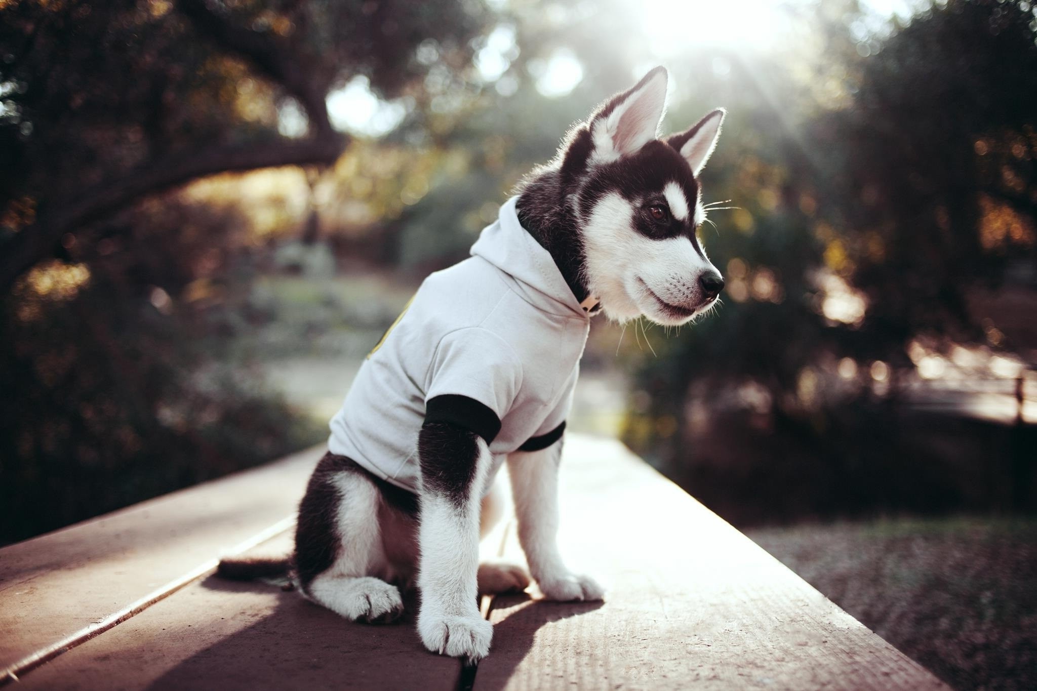 Husky Puppy Wallpaper Hd , HD Wallpaper & Backgrounds