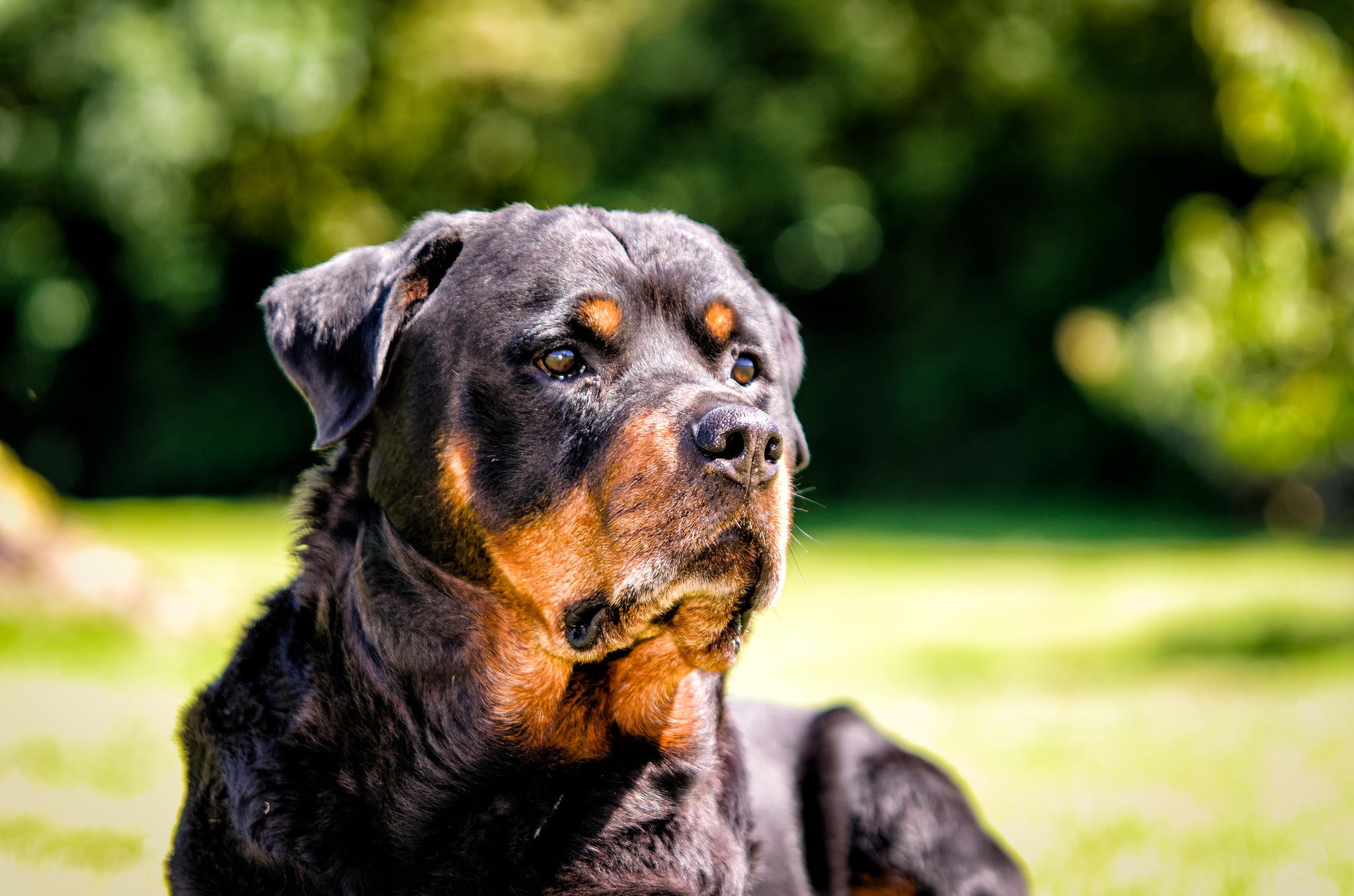 Sweet Pretty Animals Animal Cute Puppy Dogs Lovely - Greater Swiss Mountain Dog , HD Wallpaper & Backgrounds