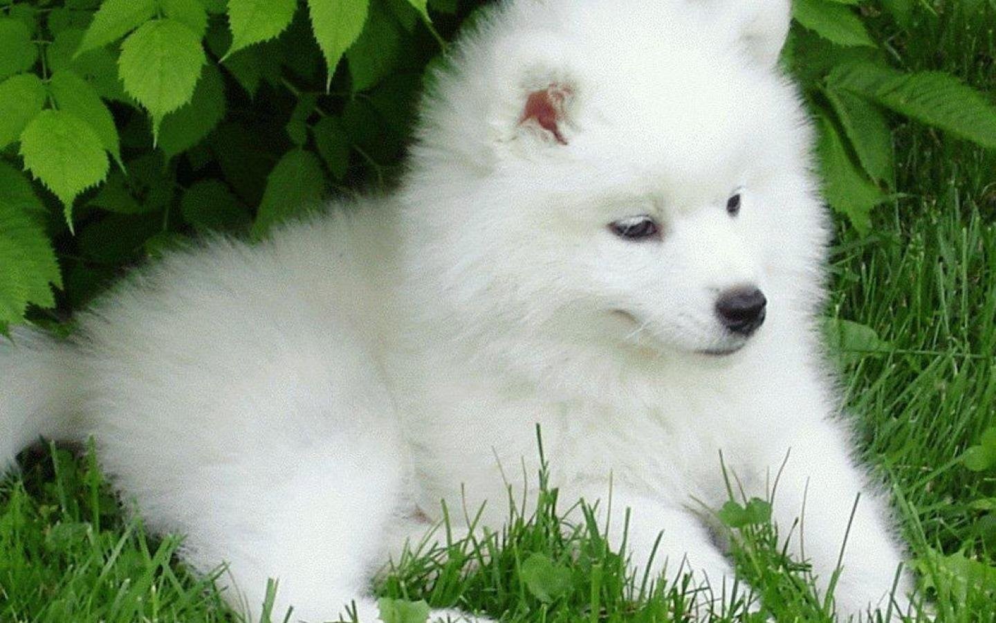 Dogs Samoyed Baby Canine Puppy Dog Wallpaper Hd Wallpapers - Dog Images For Desktop , HD Wallpaper & Backgrounds