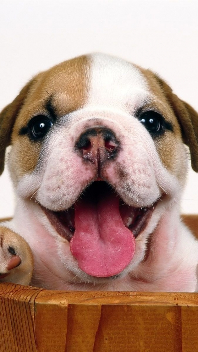 Bulldog Puppies , HD Wallpaper & Backgrounds