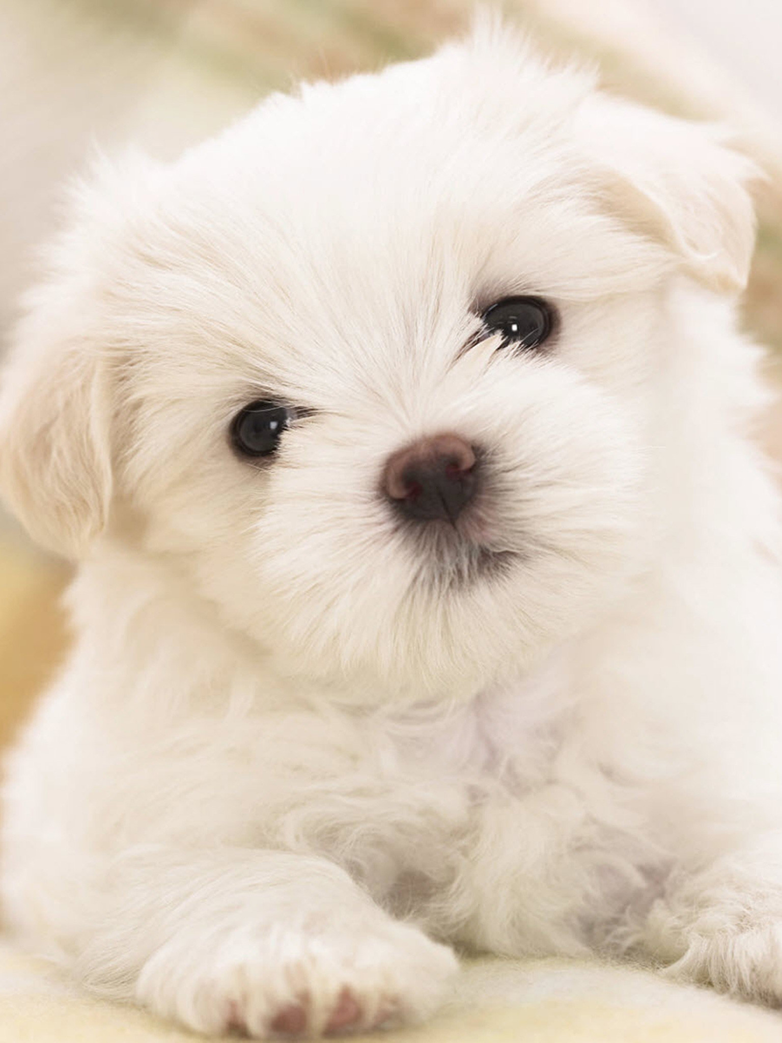 Maltese Puppy Wallpaper - White Wallpaper Cute Puppies , HD Wallpaper & Backgrounds