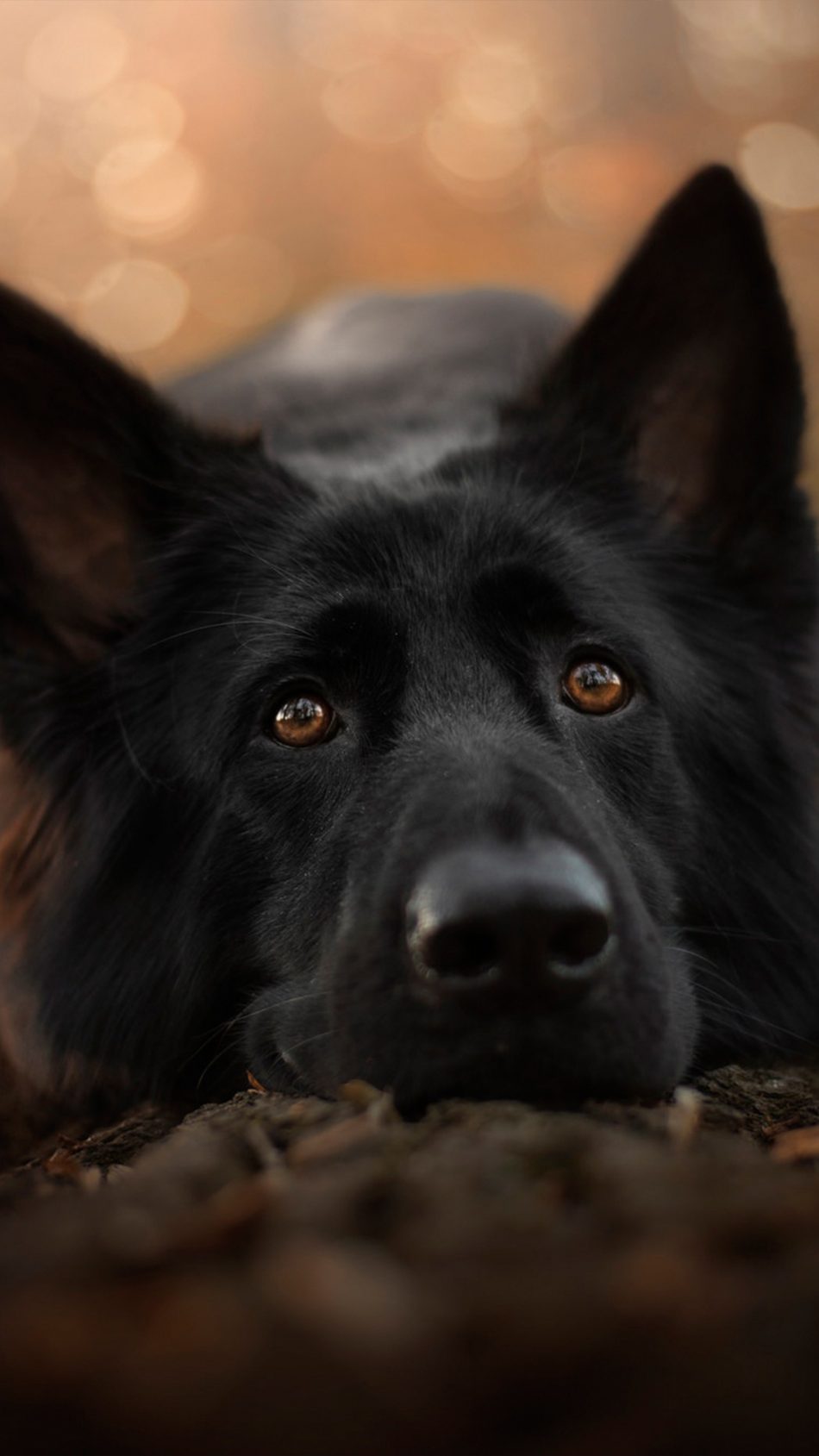 German Shepherd Black Pet Dog 4k Ultra Hd Mobile Wallpaper - Ultra Hd Black Wallpaper 4k For Mobile , HD Wallpaper & Backgrounds