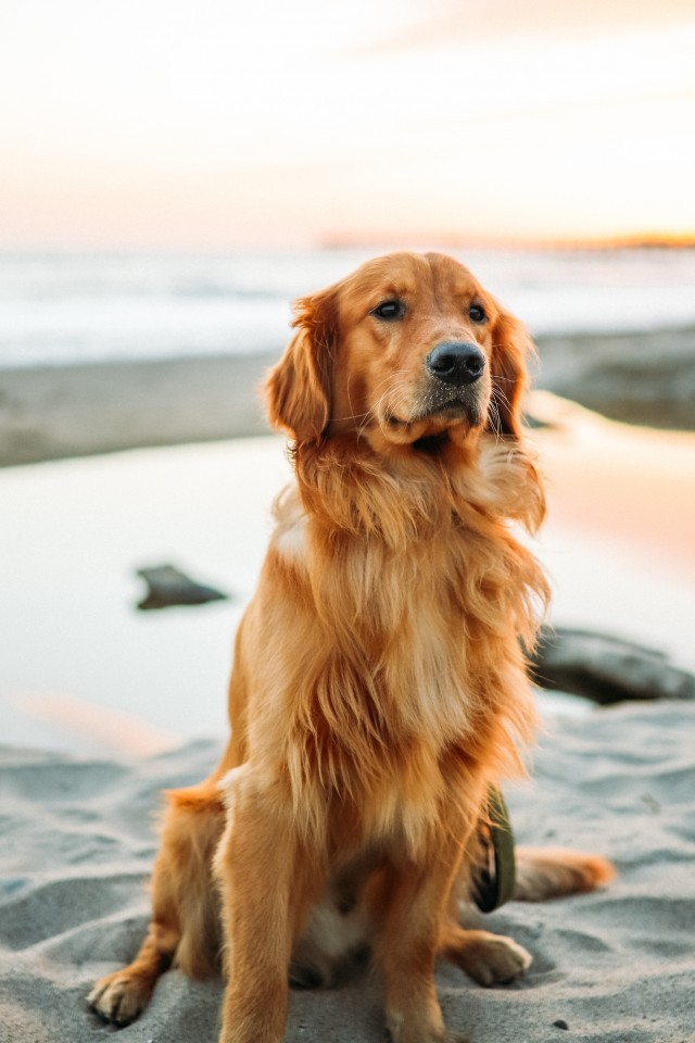 Golden Retriever, Sand, Sits, Cute Dogs - Cute Dog Wallpapers For Iphone , HD Wallpaper & Backgrounds