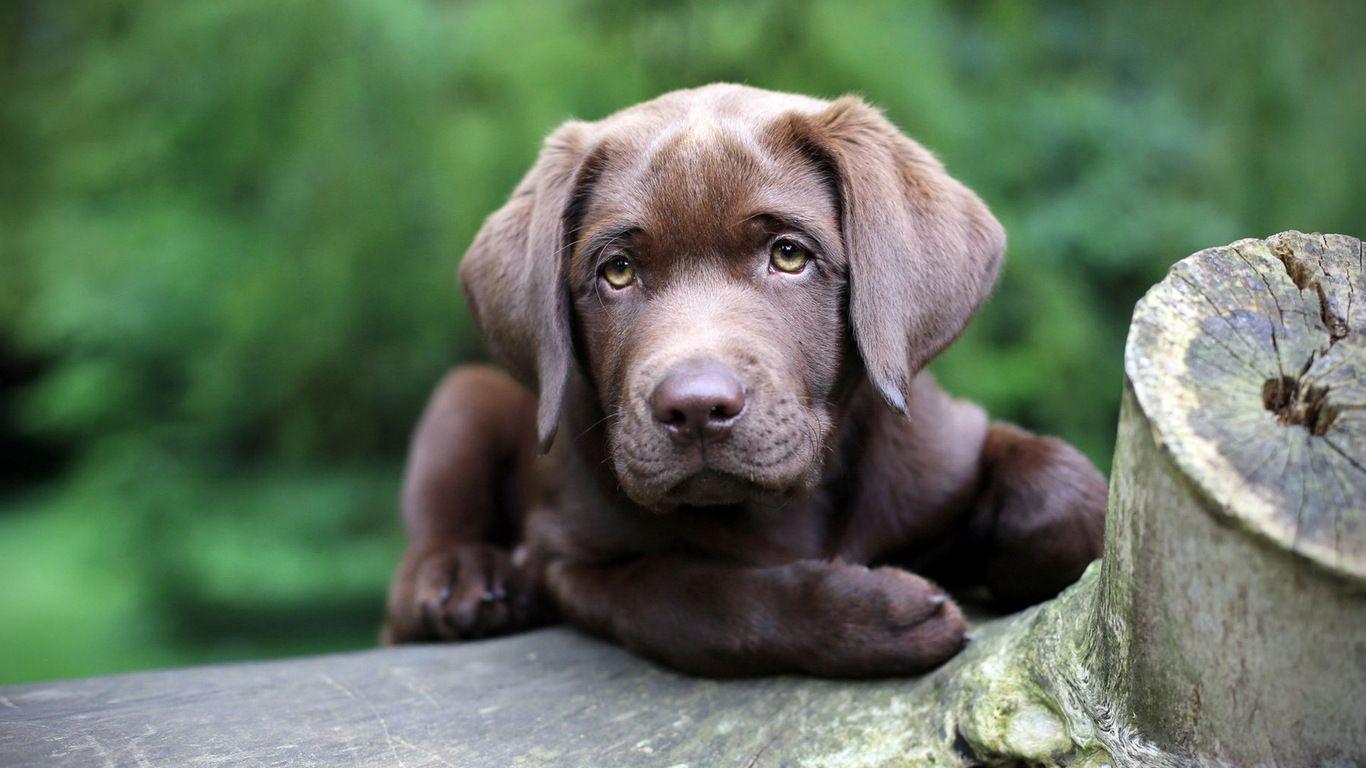 Dog Wallpaper For Mobile - Chocolate Labrador Memes , HD Wallpaper & Backgrounds