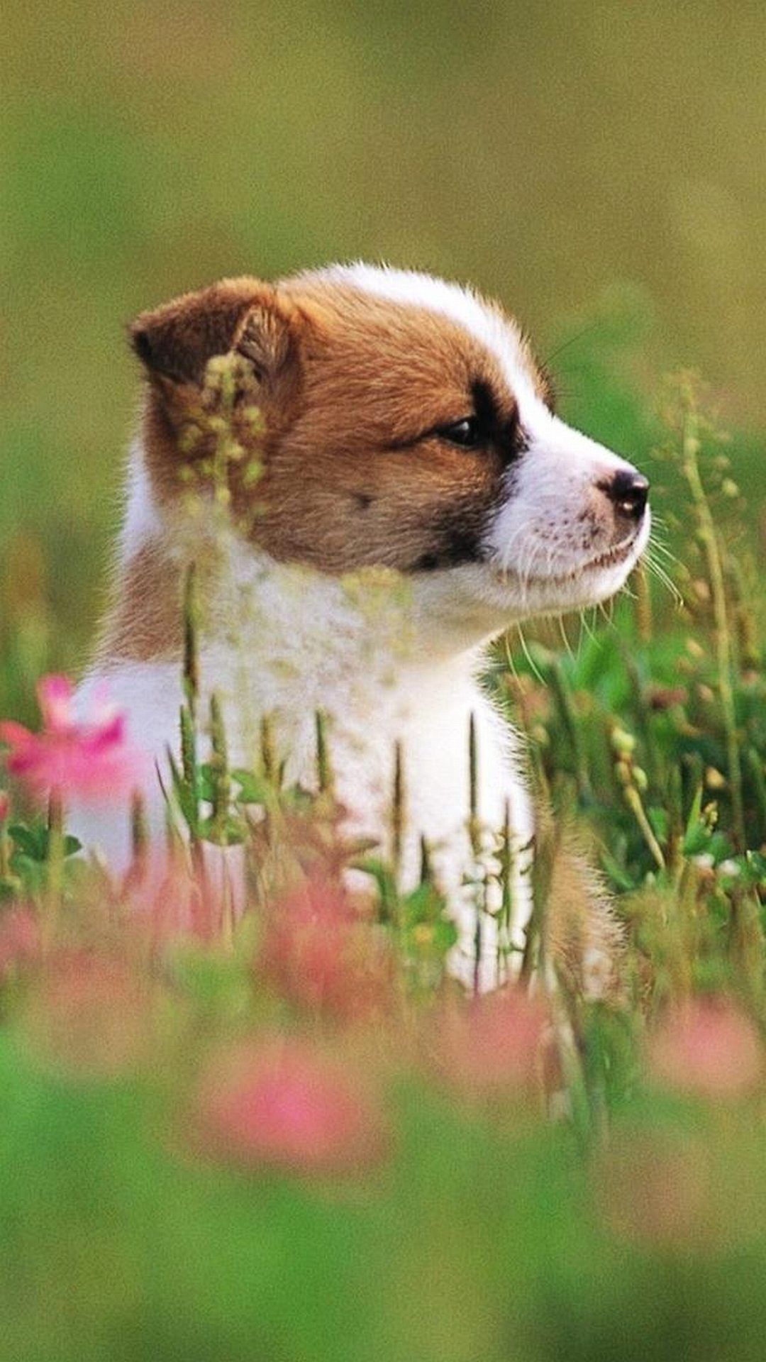 Cute Dog Wallpaper For Iphone - Puppies Wallpaper For Phone , HD Wallpaper & Backgrounds