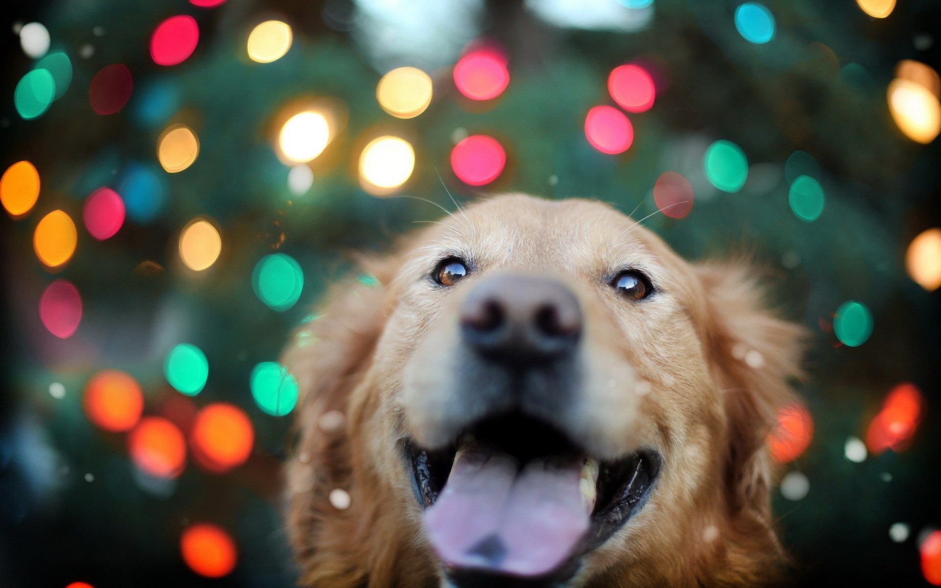 Download Christmas Dog - Golden Retriever Wallpaper Christmas , HD Wallpaper & Backgrounds