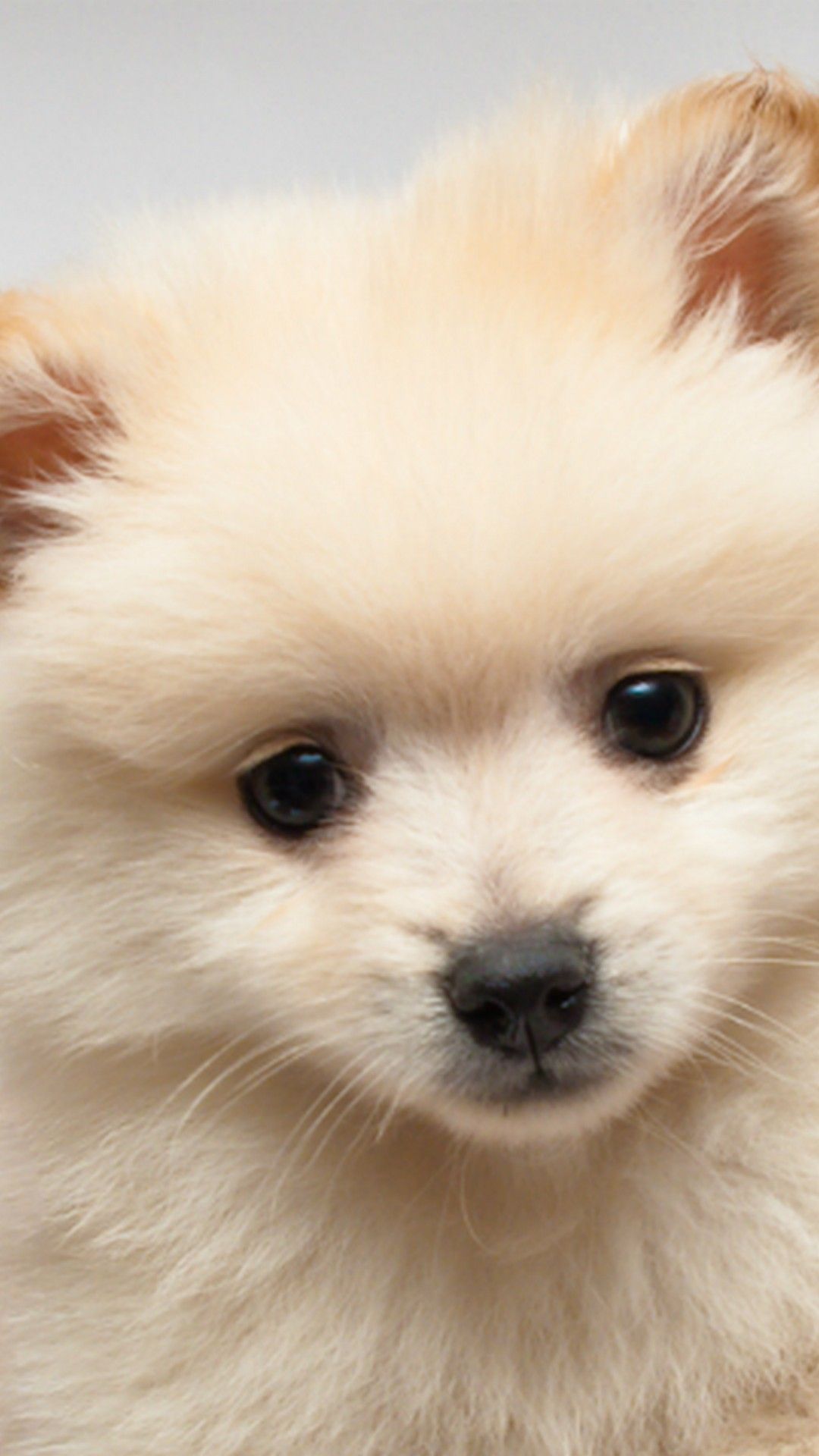 Iphone Wallpaper Cute Puppies Pictures Dog Wallpapers - White Teacup Cute Pomeranian , HD Wallpaper & Backgrounds