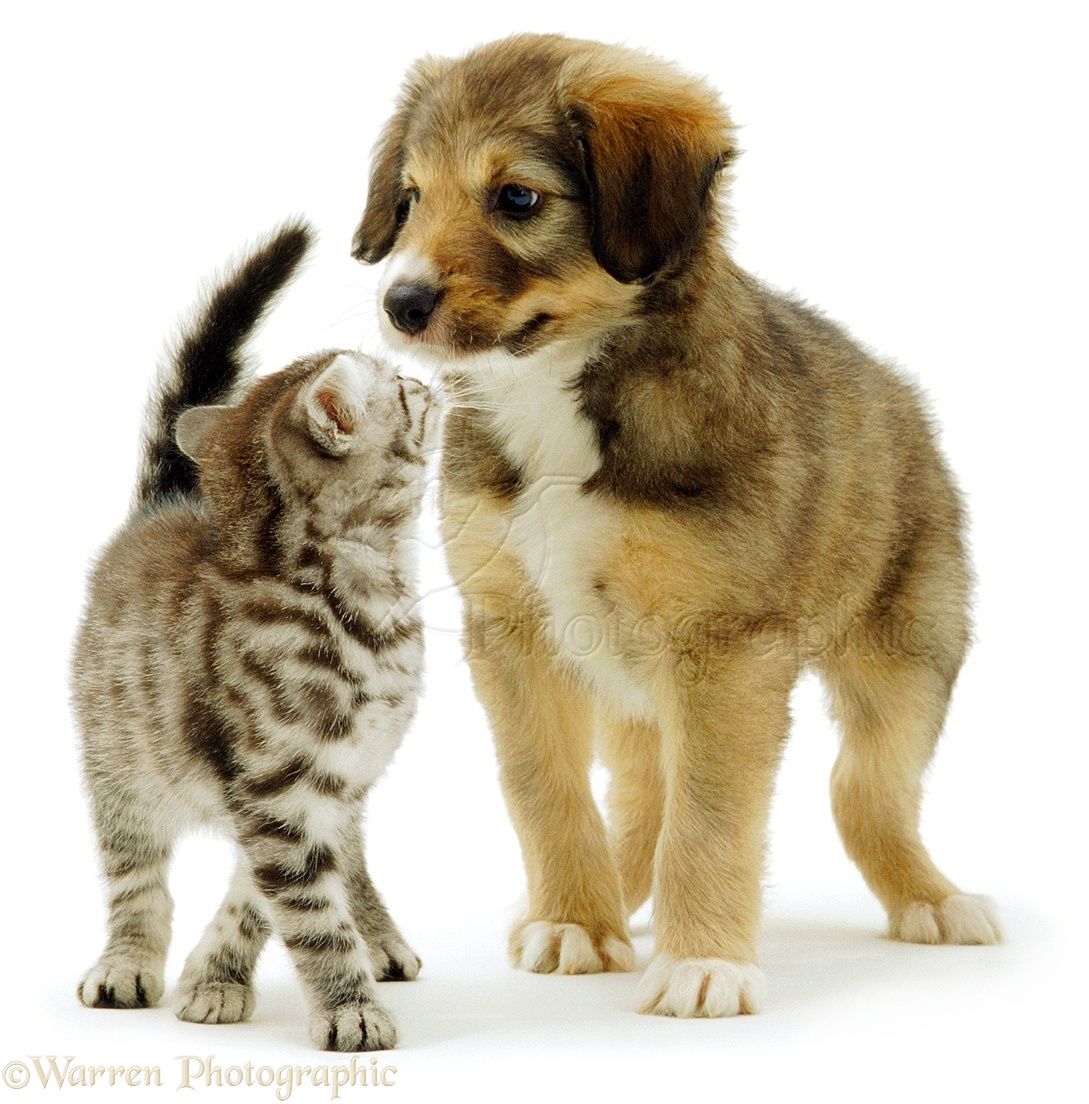 Kitten Puppy Play Together , HD Wallpaper & Backgrounds