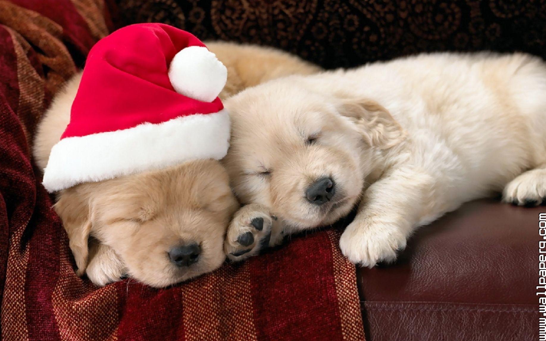 Download Christmas Dog Wallpaper Gallery - 20 Sleeps Till Christmas , HD Wallpaper & Backgrounds