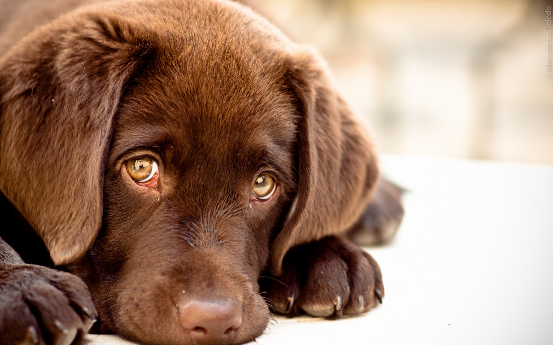 Dog Wallpaper Baby Puppy Dog Wallpaper Wallpaper Iphone - Sad Chesapeake Bay Retriever , HD Wallpaper & Backgrounds