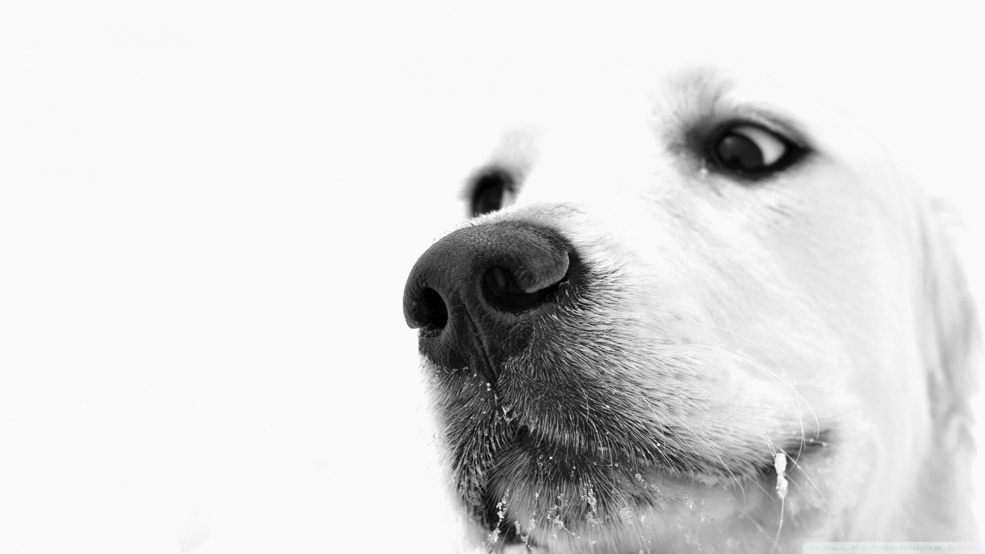 Dog Wallpapers Free - Dog Close Up , HD Wallpaper & Backgrounds