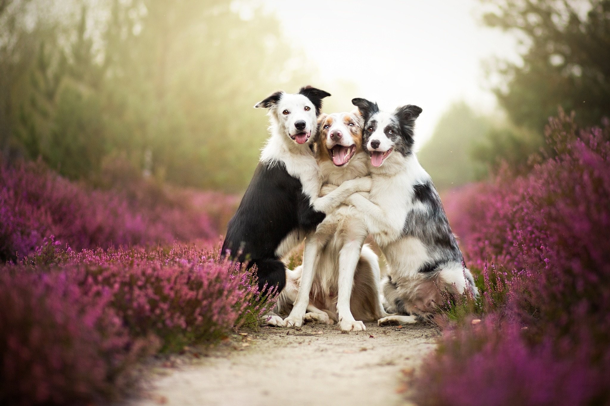 Mood,dog, Hd Free Background Images, Humor Wallpapers, - 3 Best Friend Animals , HD Wallpaper & Backgrounds