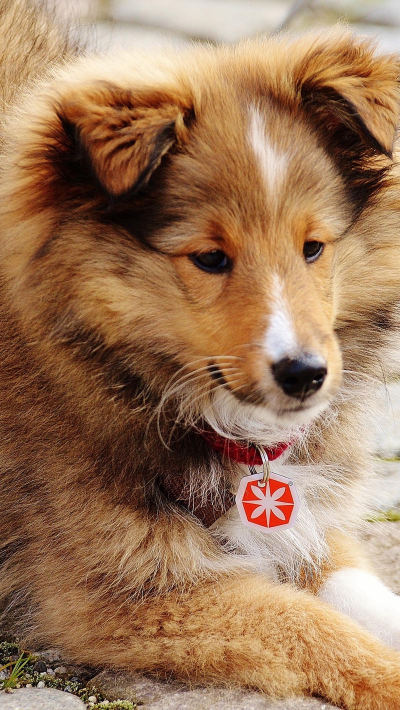 Wallpaper Collie, Mini Collie, Dog, Cute - Cute Dog Pics Hd , HD Wallpaper & Backgrounds