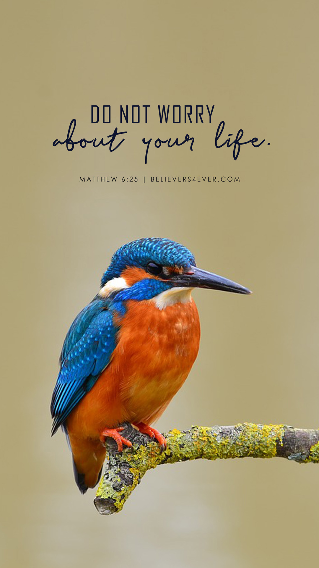 Don't Worry About Your Life Mobile Wallpaper - Blue And Red Hummingbird , HD Wallpaper & Backgrounds