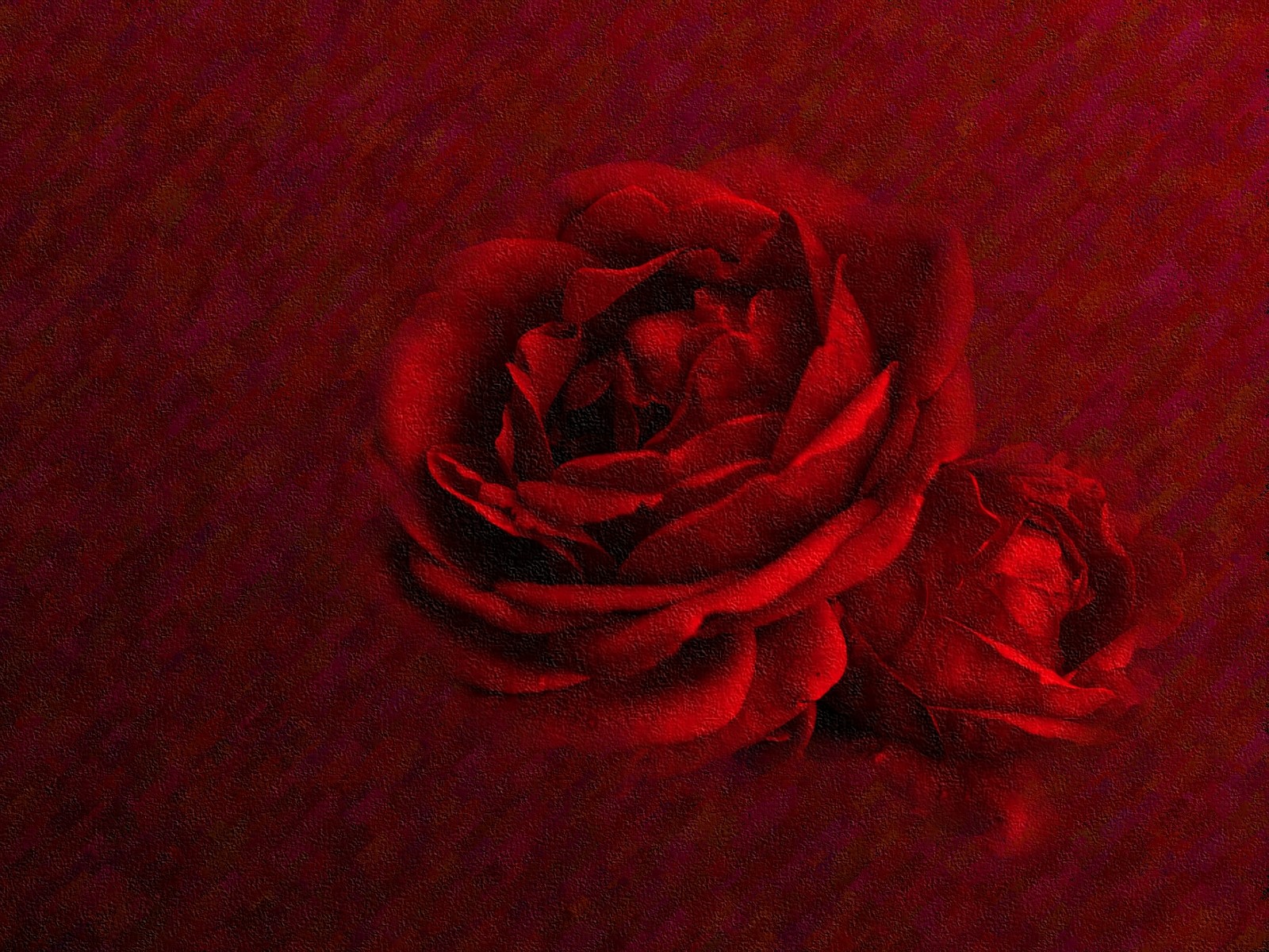 Beautiful Dark Red Rose Flower Hd , HD Wallpaper & Backgrounds