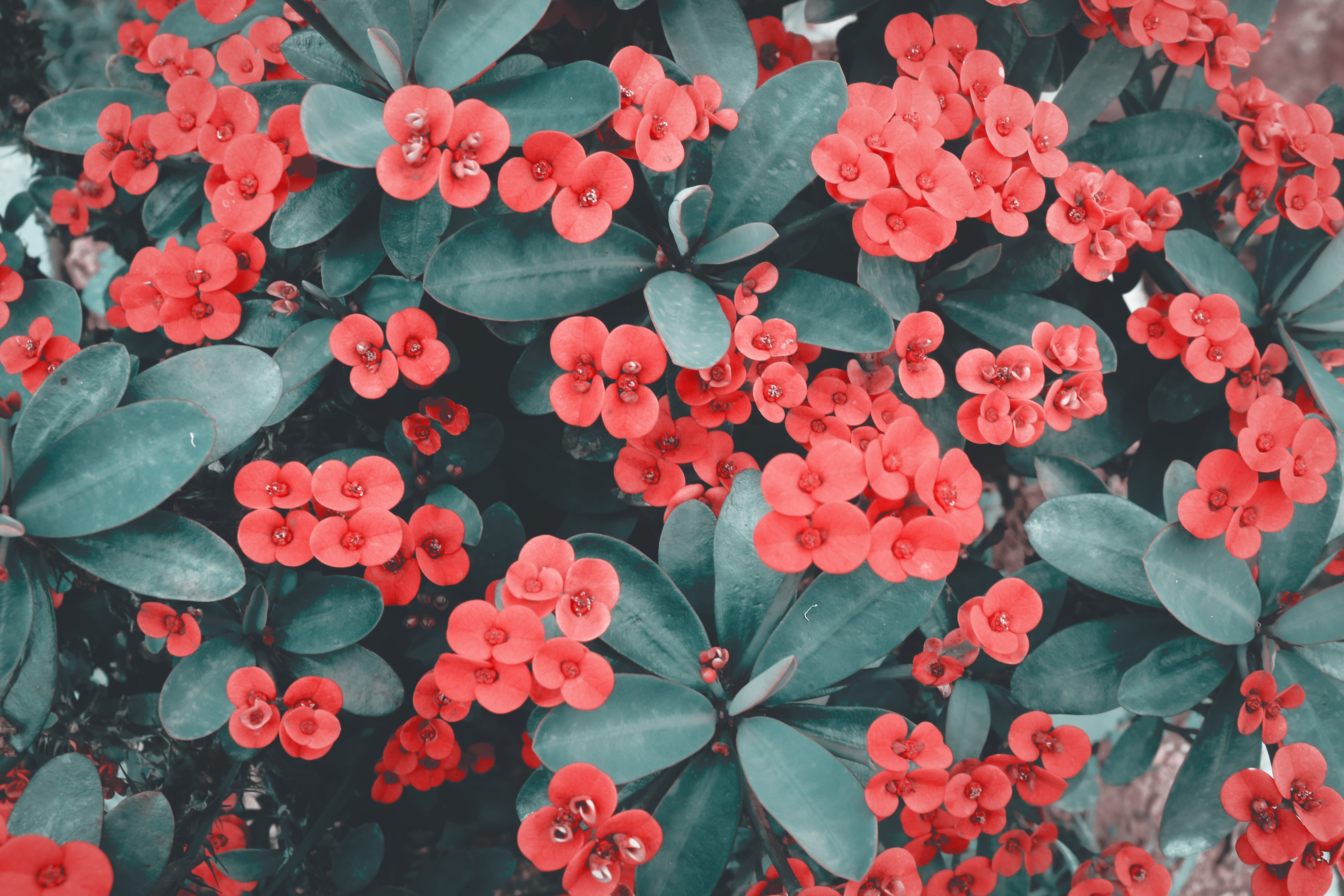 Similar Photos - Beautiful Flowers 4k , HD Wallpaper & Backgrounds