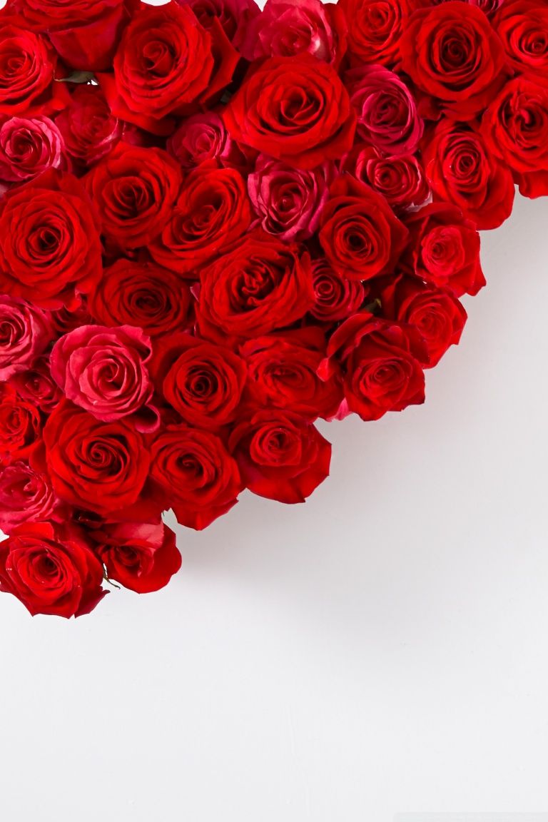 Red Roses On White Background ❤ 4k Hd Desktop Wallpaper - White And Red Iphone , HD Wallpaper & Backgrounds