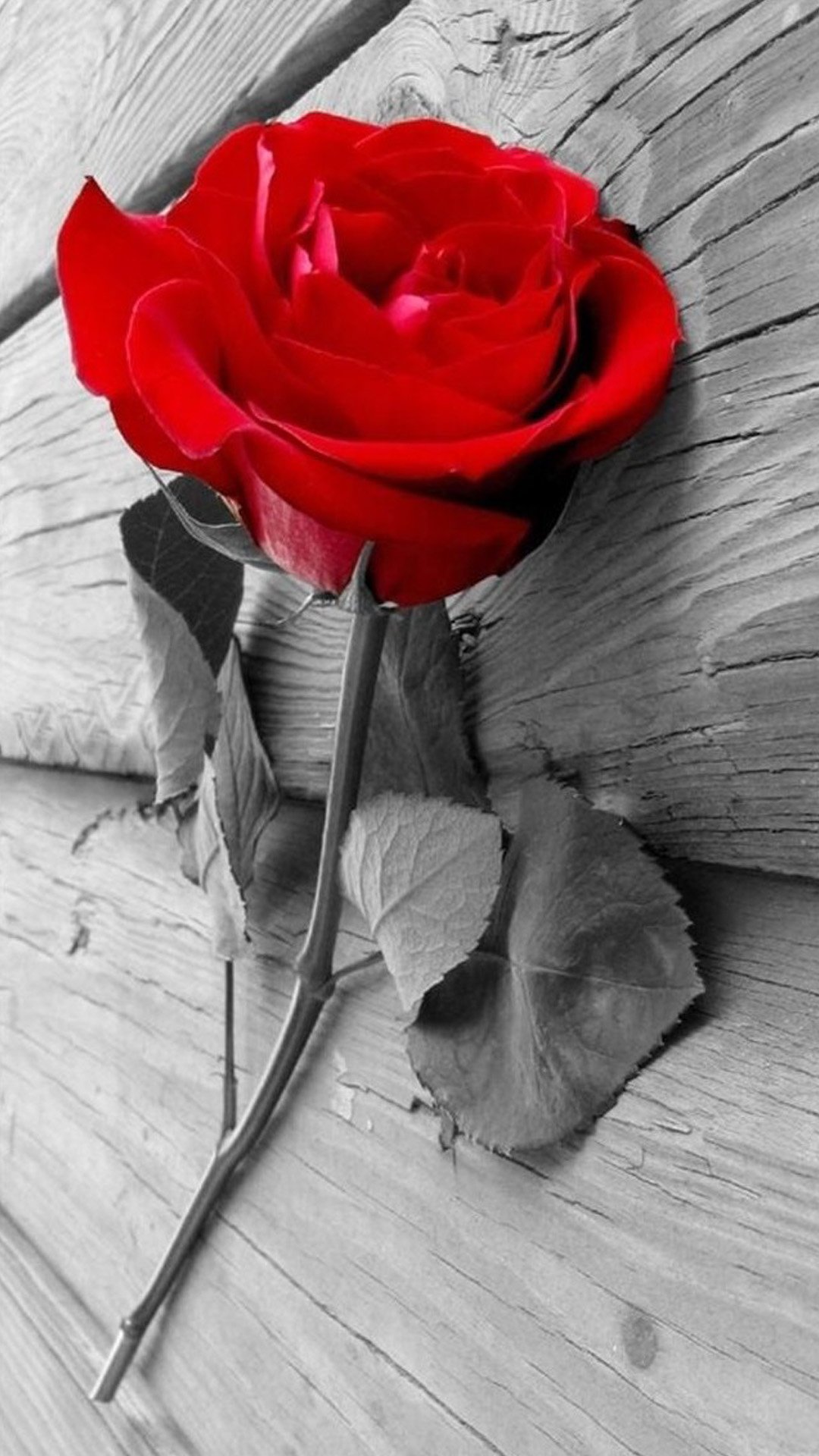 Elegant Red Rose On Wood Iphone 8 Wallpaper - Rose Wallpaper For I Phone , HD Wallpaper & Backgrounds