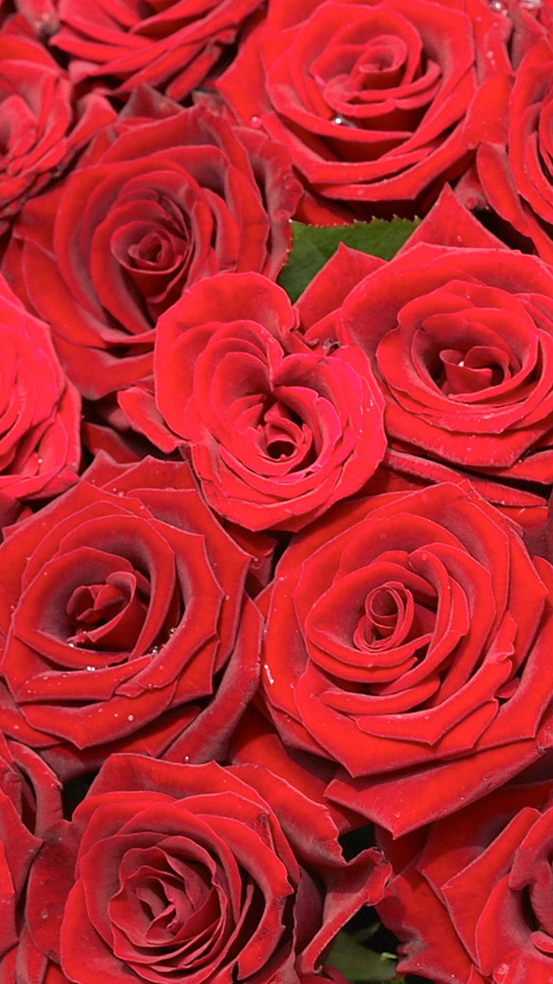 Bunch Of Red Rose Flower , HD Wallpaper & Backgrounds
