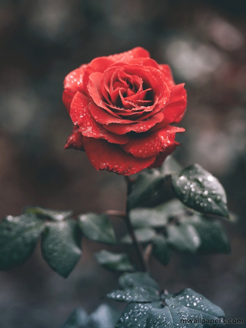 Download As Android Iphone Wallpaper Roses Are Beautiful