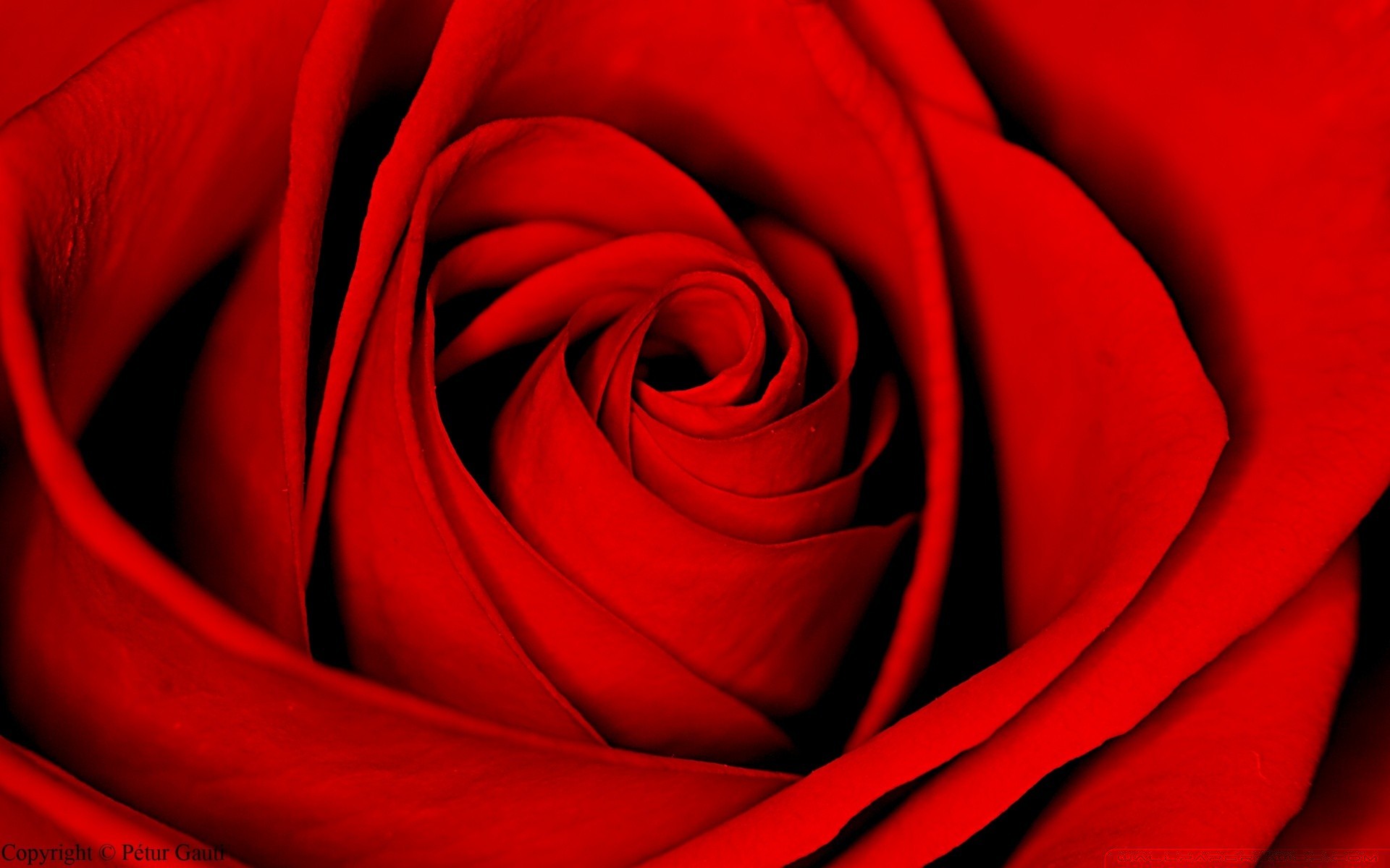 Красная Роза Обои Для Рабочего Стола , HD Wallpaper & Backgrounds