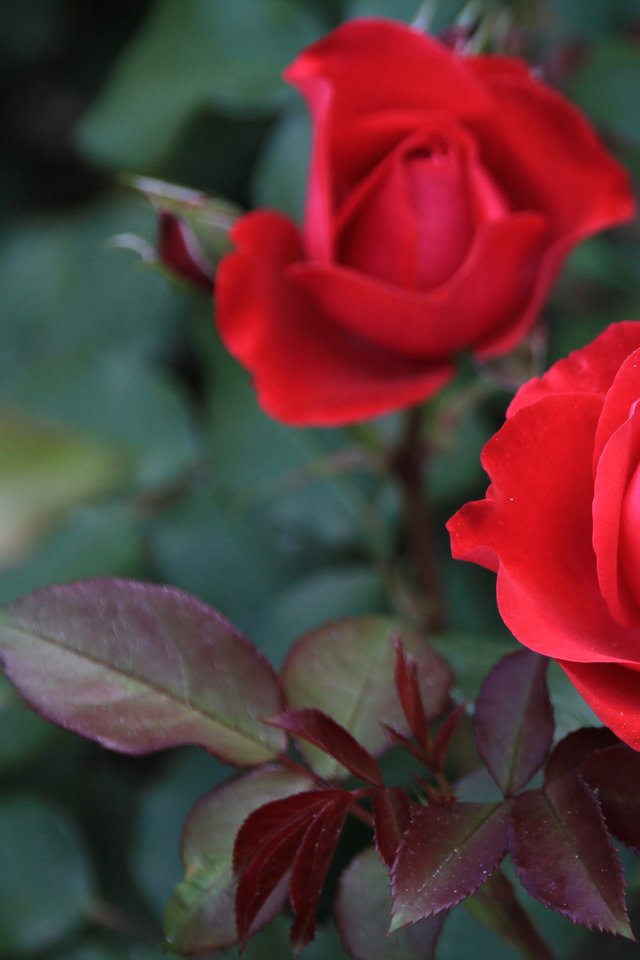 Rose, Red, Flower, Rose Bloom, Blossom, Bloom - Gül Kırmızı Çiçek , HD Wallpaper & Backgrounds