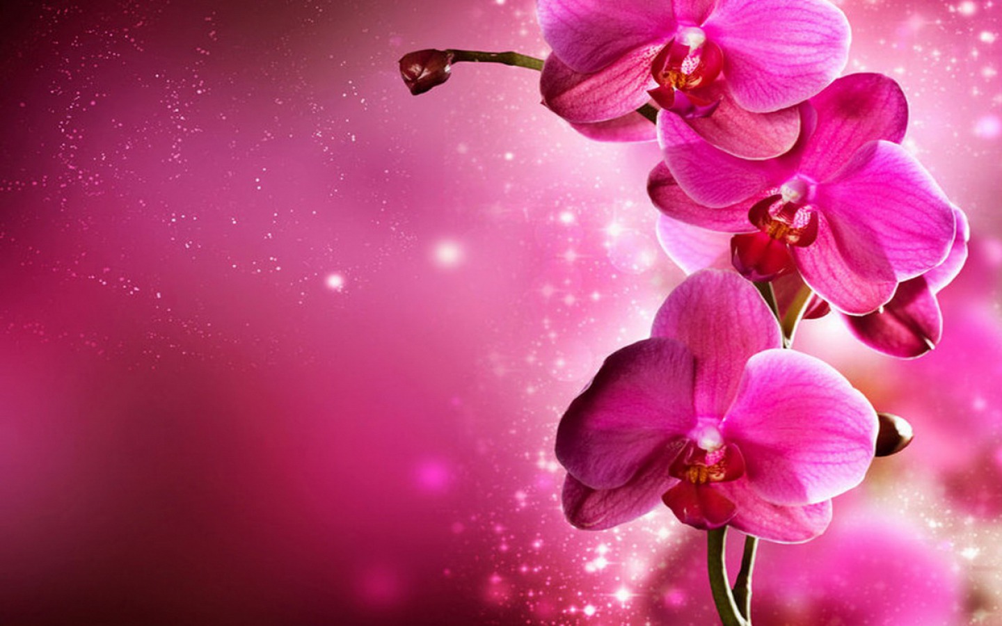 Red Flowers Hd Wallpapers Hd Wallpaper - Pink Orchid Flowers Background , HD Wallpaper & Backgrounds