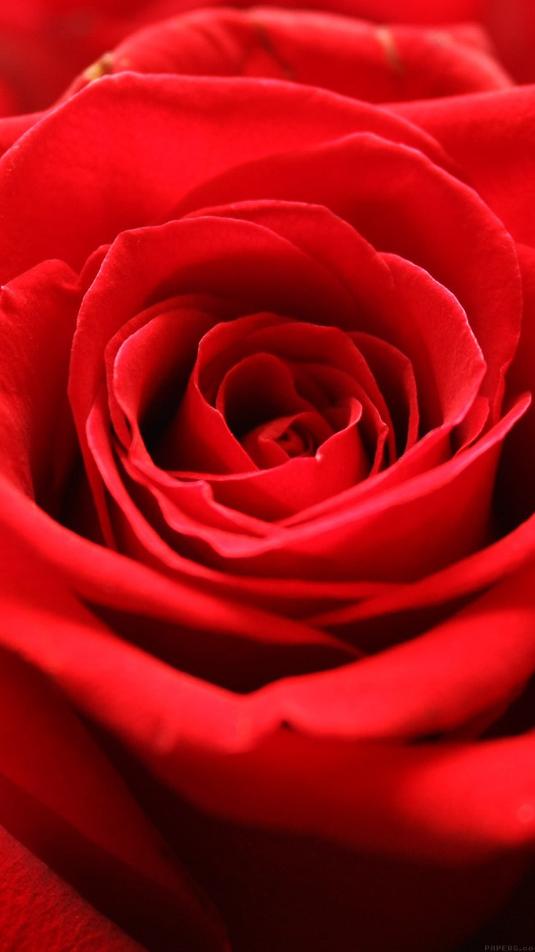 Com Apple Iphone Wallpaper Ml58 Rose Flower - Red Rose Flower Iphone , HD Wallpaper & Backgrounds