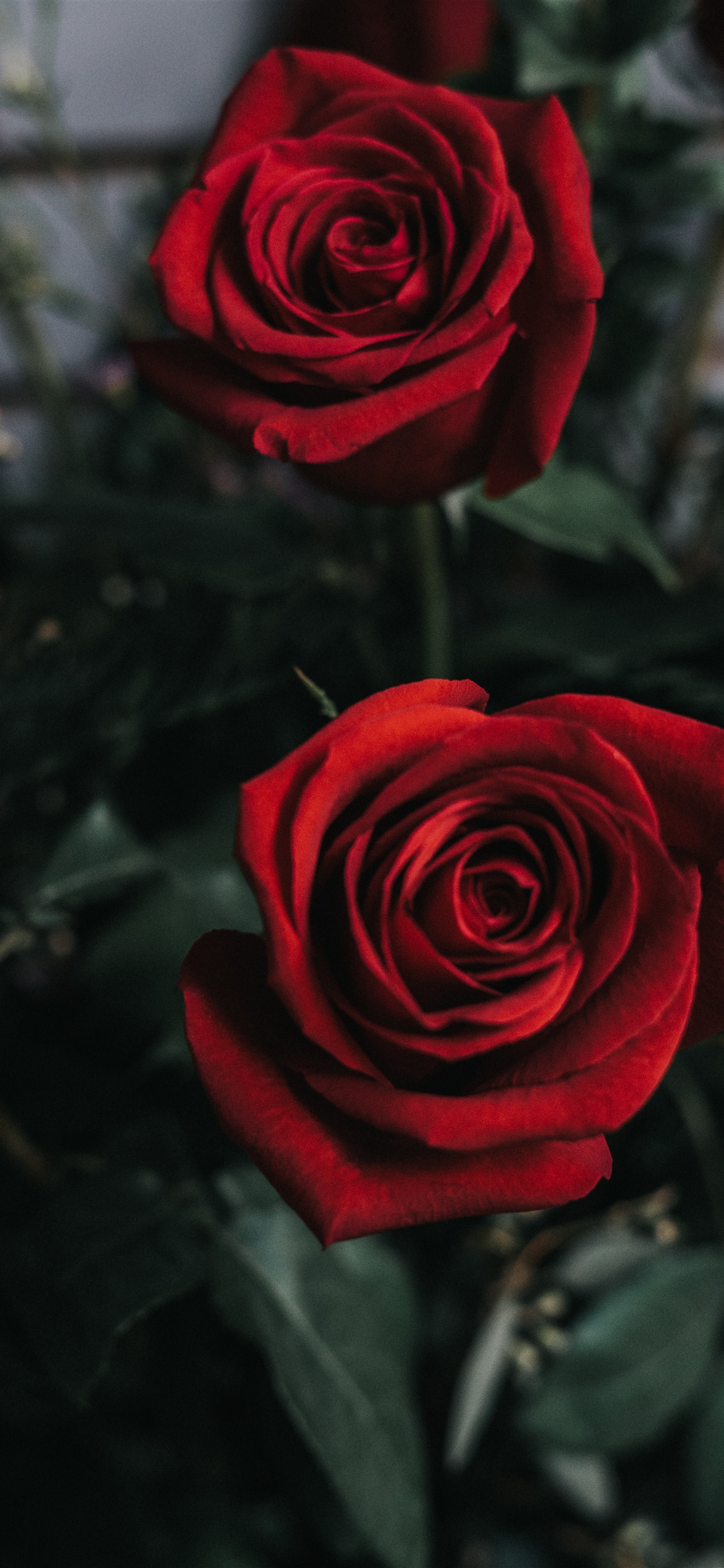 Downloadiphone Xs Max - Roses Wallpaper Laptop , HD Wallpaper & Backgrounds