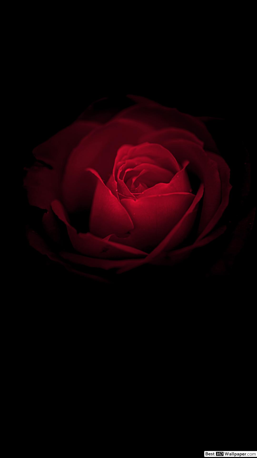 Apple Iphone 7 Plus, - Dark Phone Wallpaper Rose , HD Wallpaper & Backgrounds