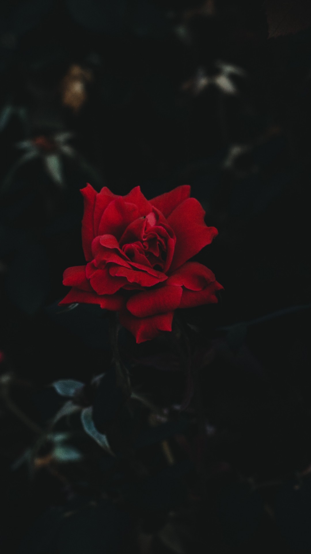 Rose Iphone Wallpaper - Rose Wallpaper Hd For Android , HD Wallpaper & Backgrounds
