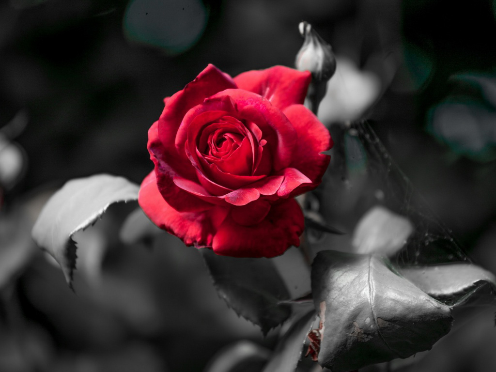 Red Rose On Black And White Background - Red Rose Blur , HD Wallpaper & Backgrounds
