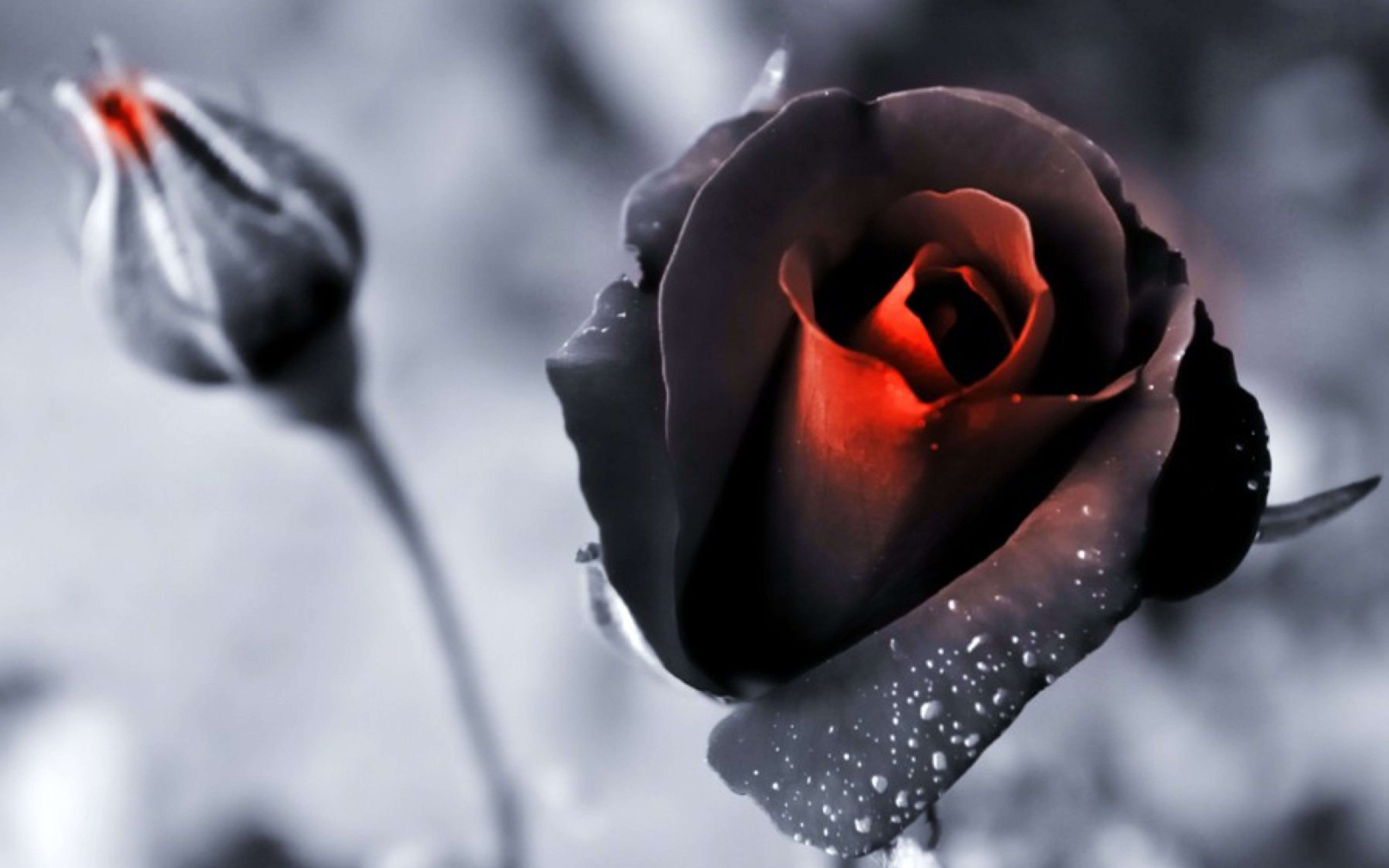 Black And White Red Rose , HD Wallpaper & Backgrounds