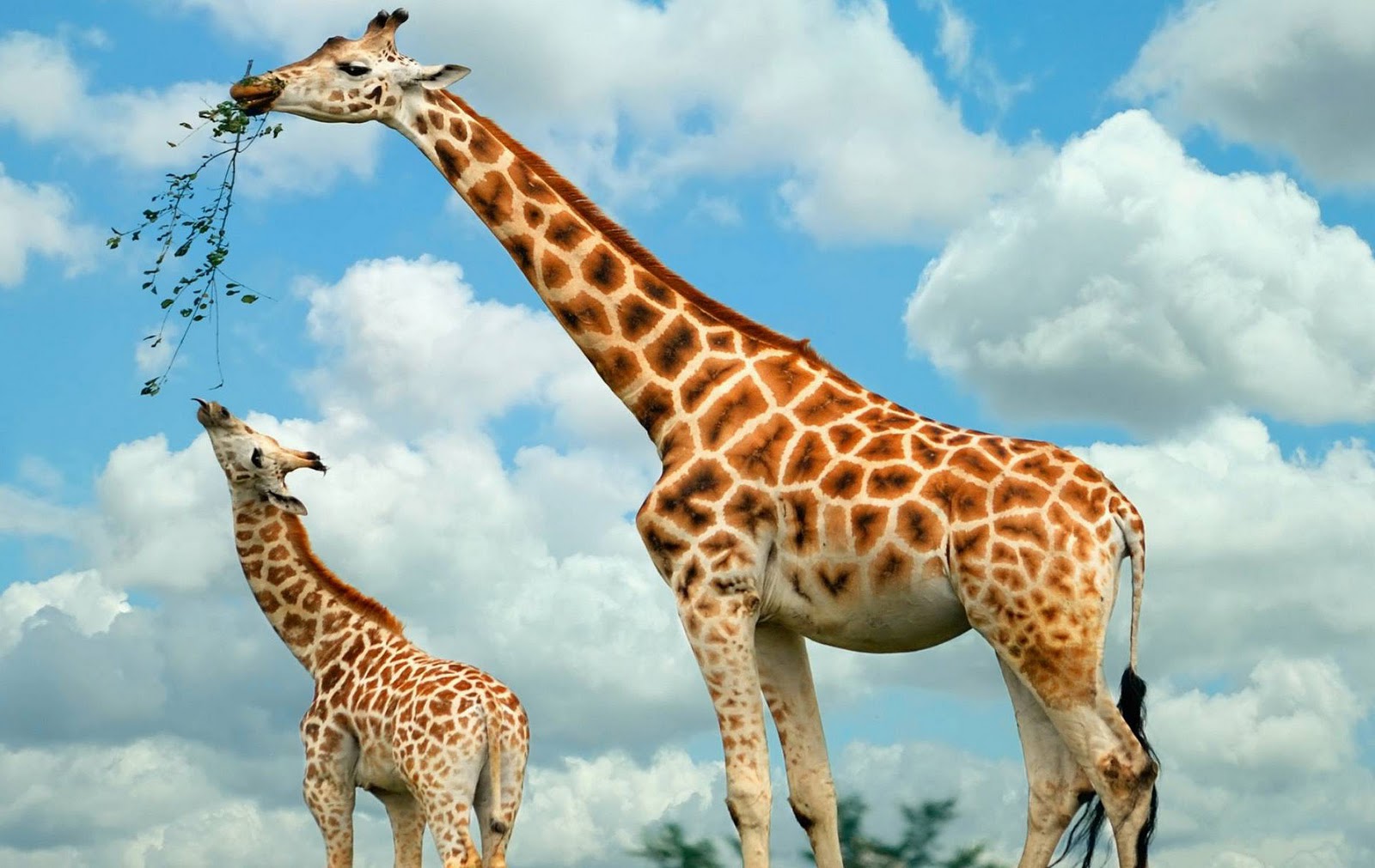 Giraffe Achtergronden Dieren Hd Giraffe Wallpapers - Baby Giraffe And Mother , HD Wallpaper & Backgrounds