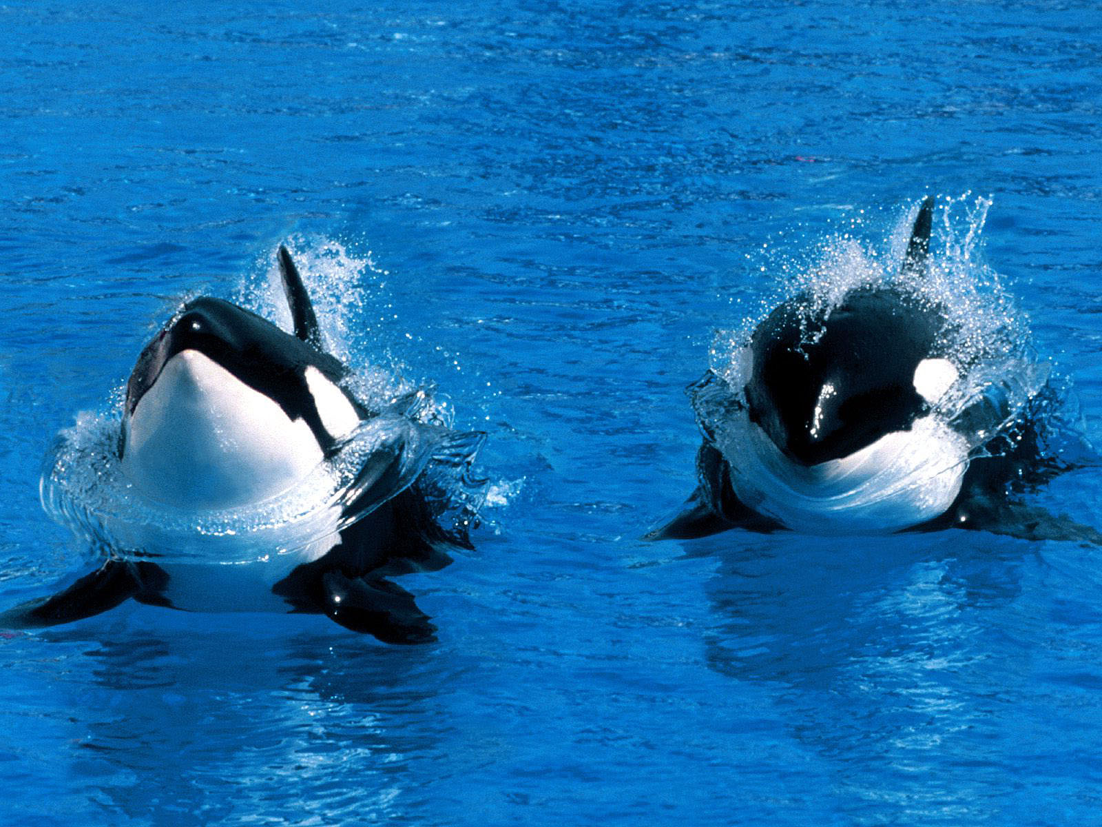 Twin Killer Whales , HD Wallpaper & Backgrounds