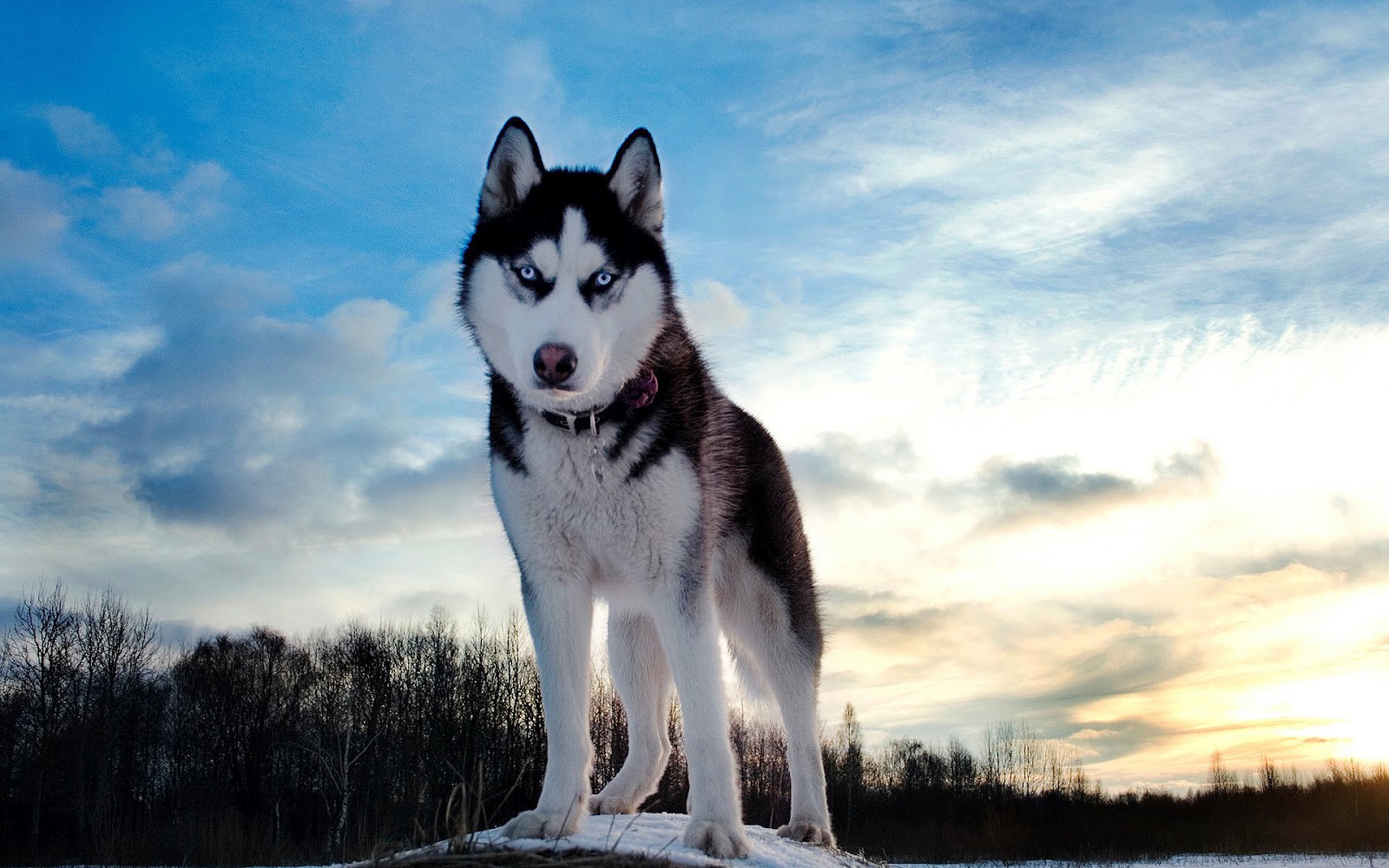 Prachtige Dieren Wallpaper Met Een Mooie Wolf Met Blauwe - Husky Blue Eyes , HD Wallpaper & Backgrounds